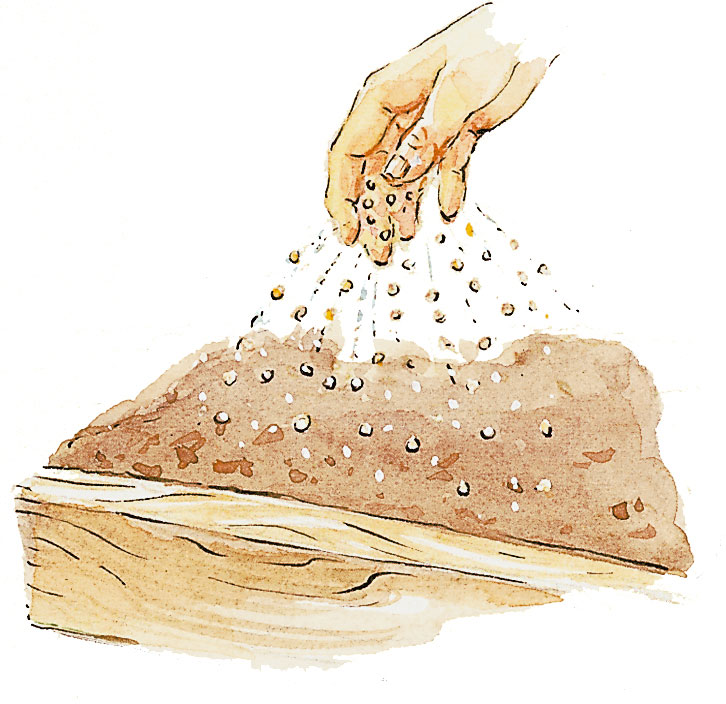 Sowing Seeds in the Ground