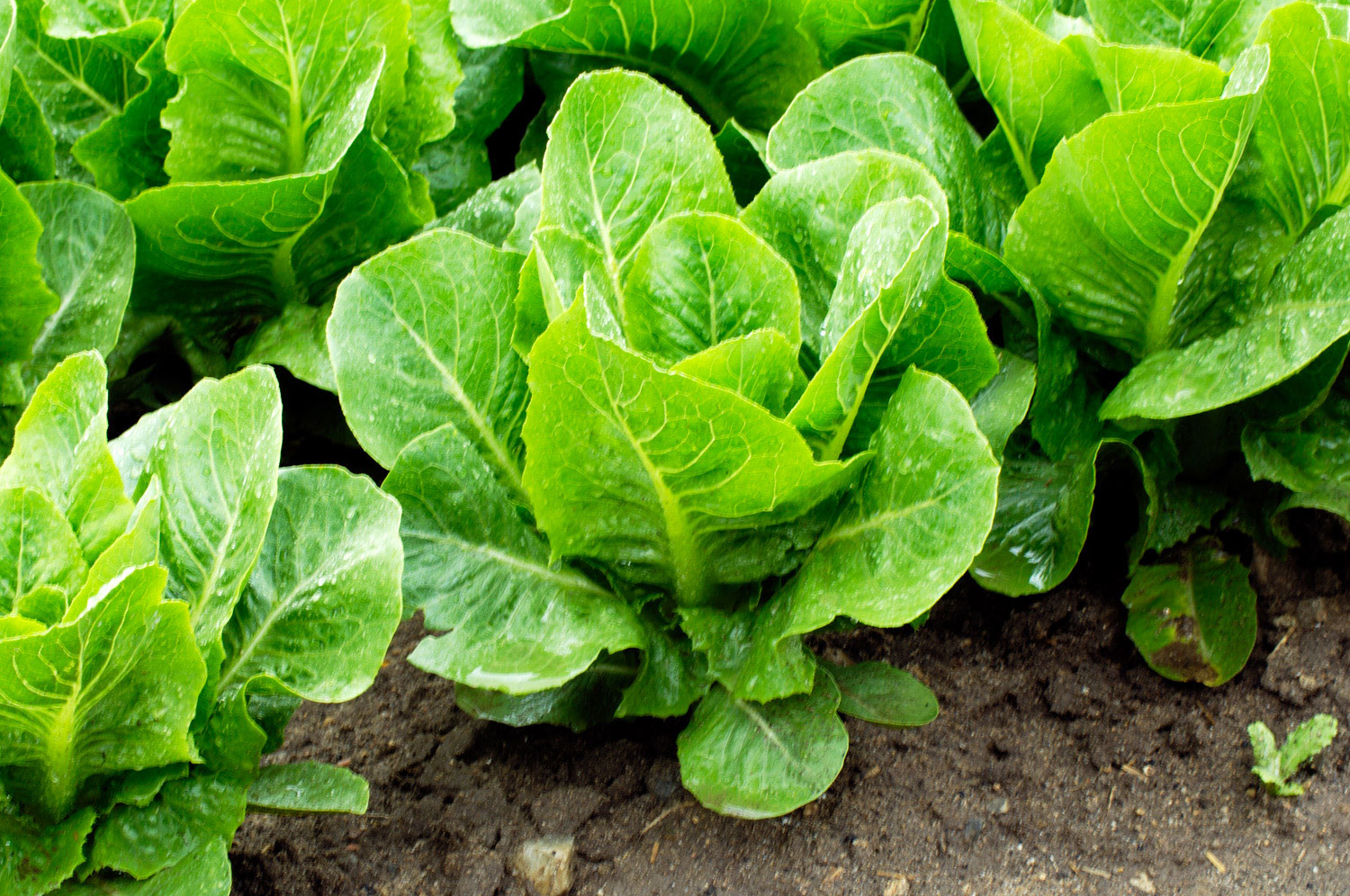 8 Ways to Use Edibles as Ornamentals Sunset Magazine