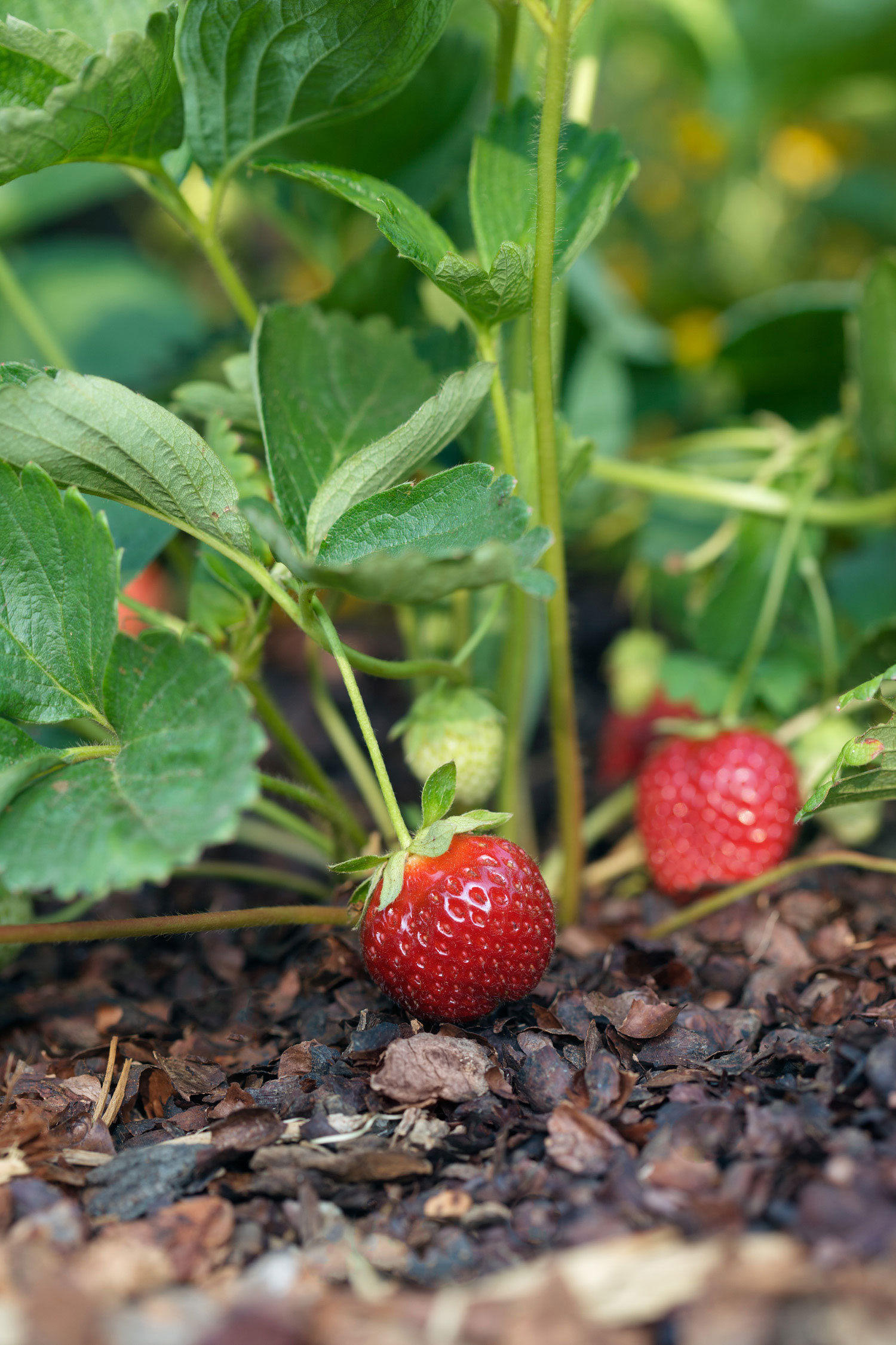 instead-of-an-evergreen-groundcover