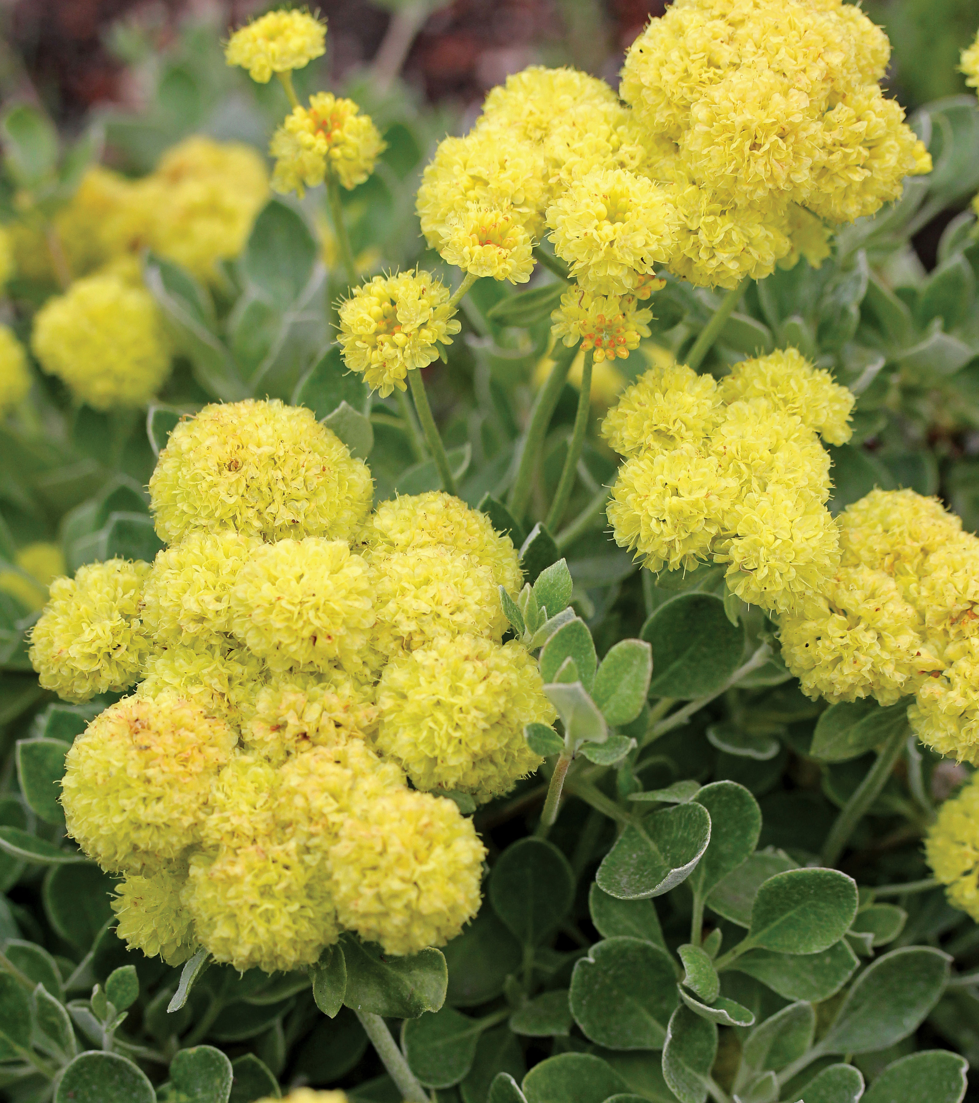 wild-buckwheat-eriogonum