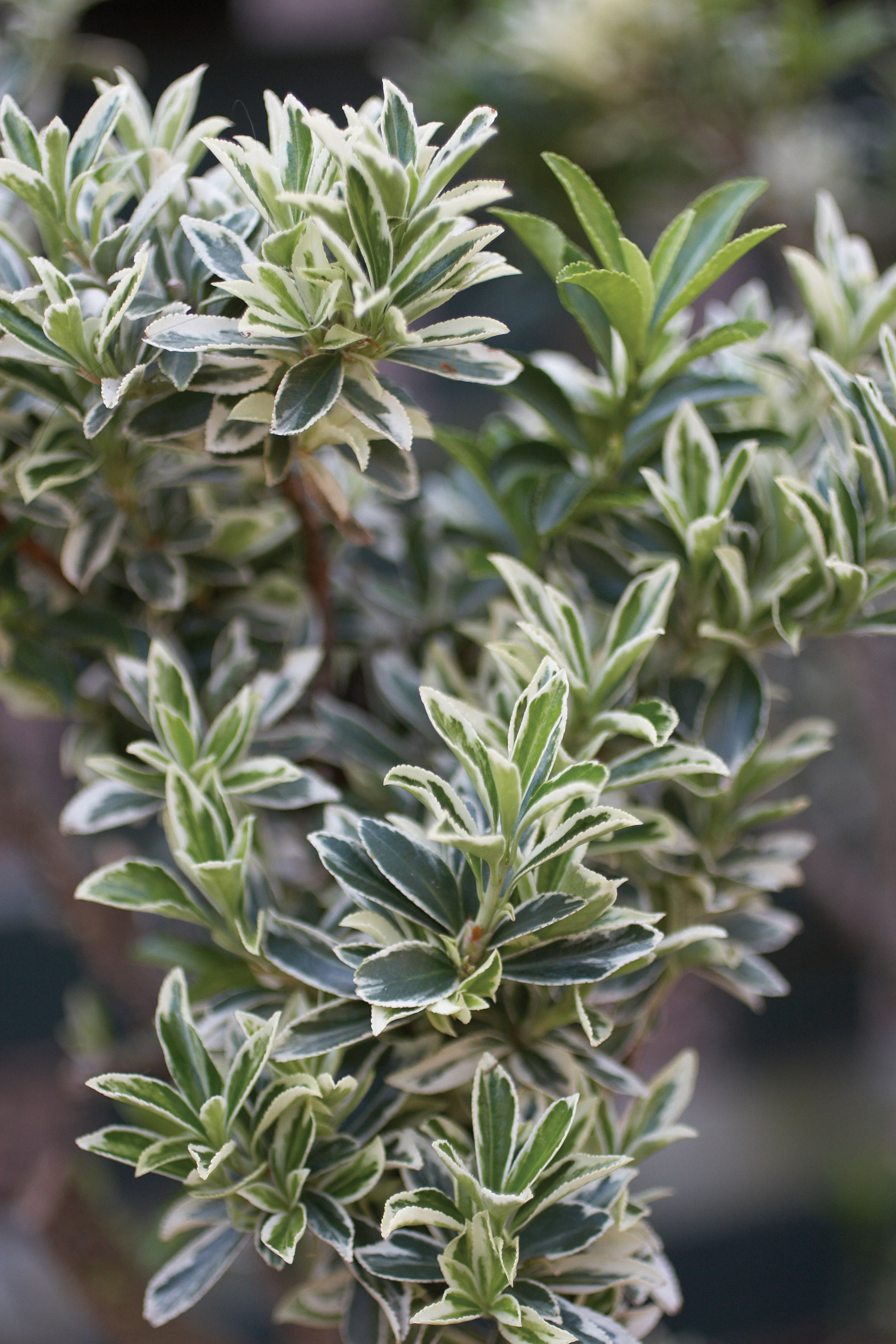 euonymus