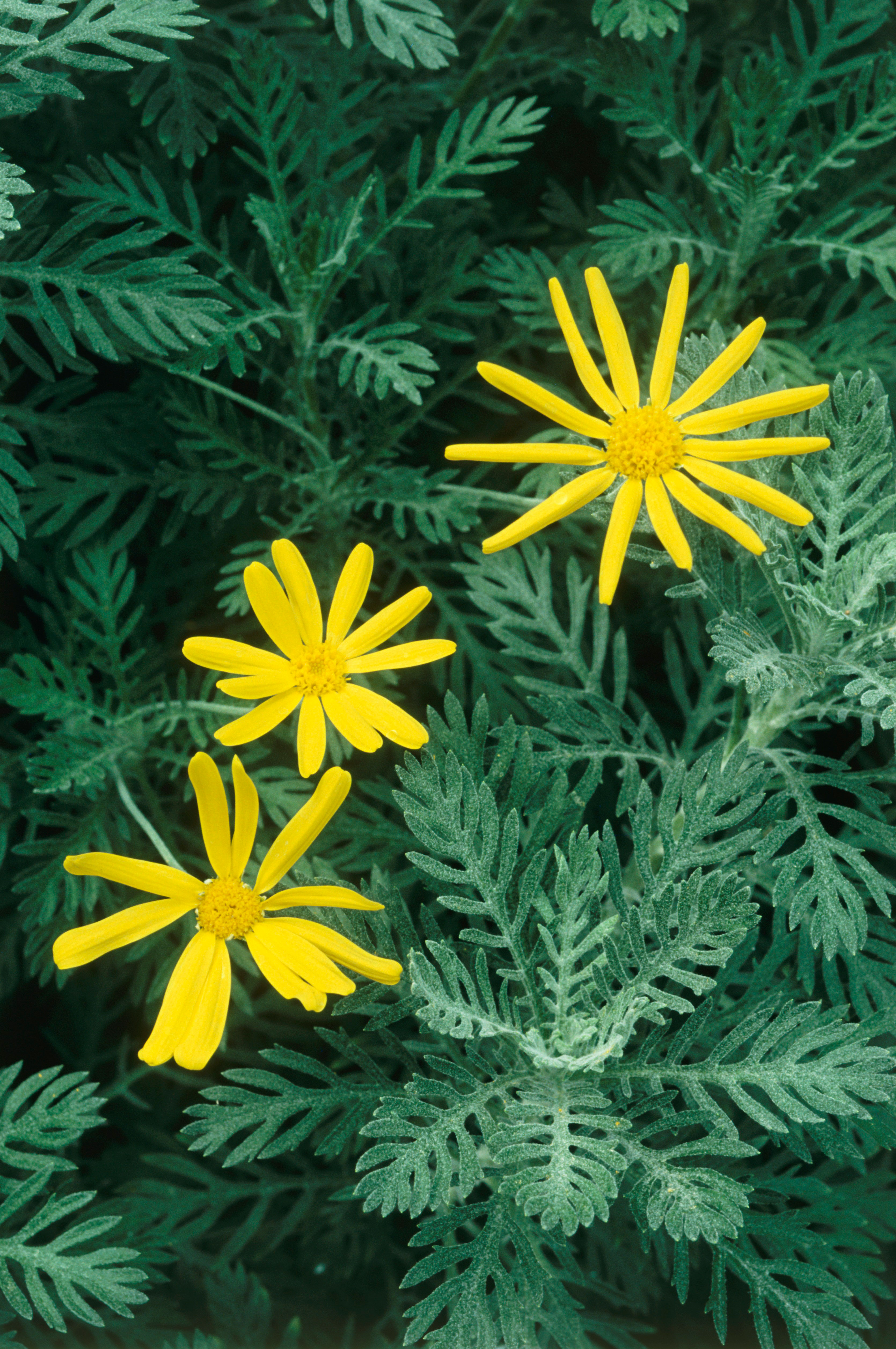 euryops-euryops-pectinatus