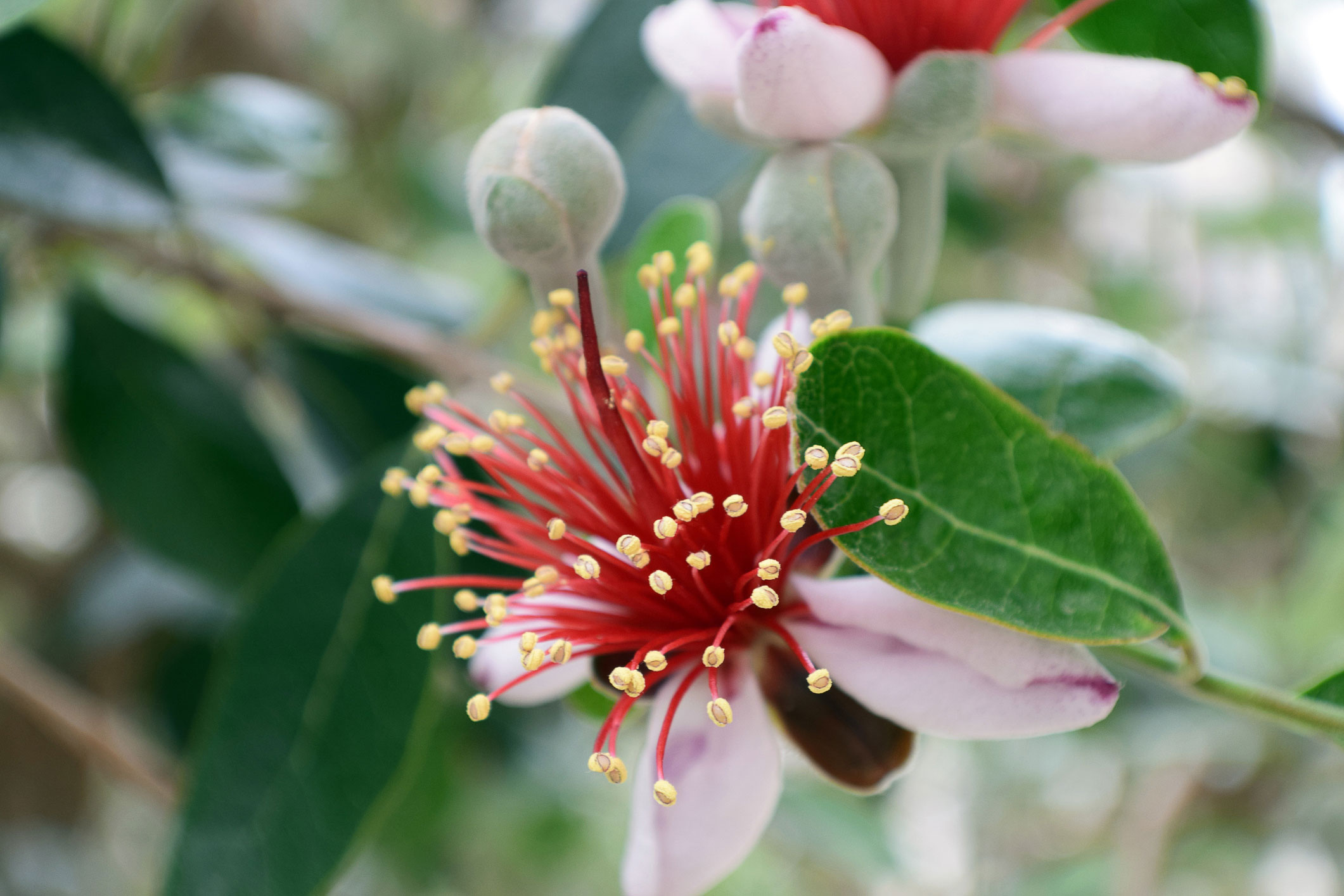 pineapple-guava-feijoa-sellowiana