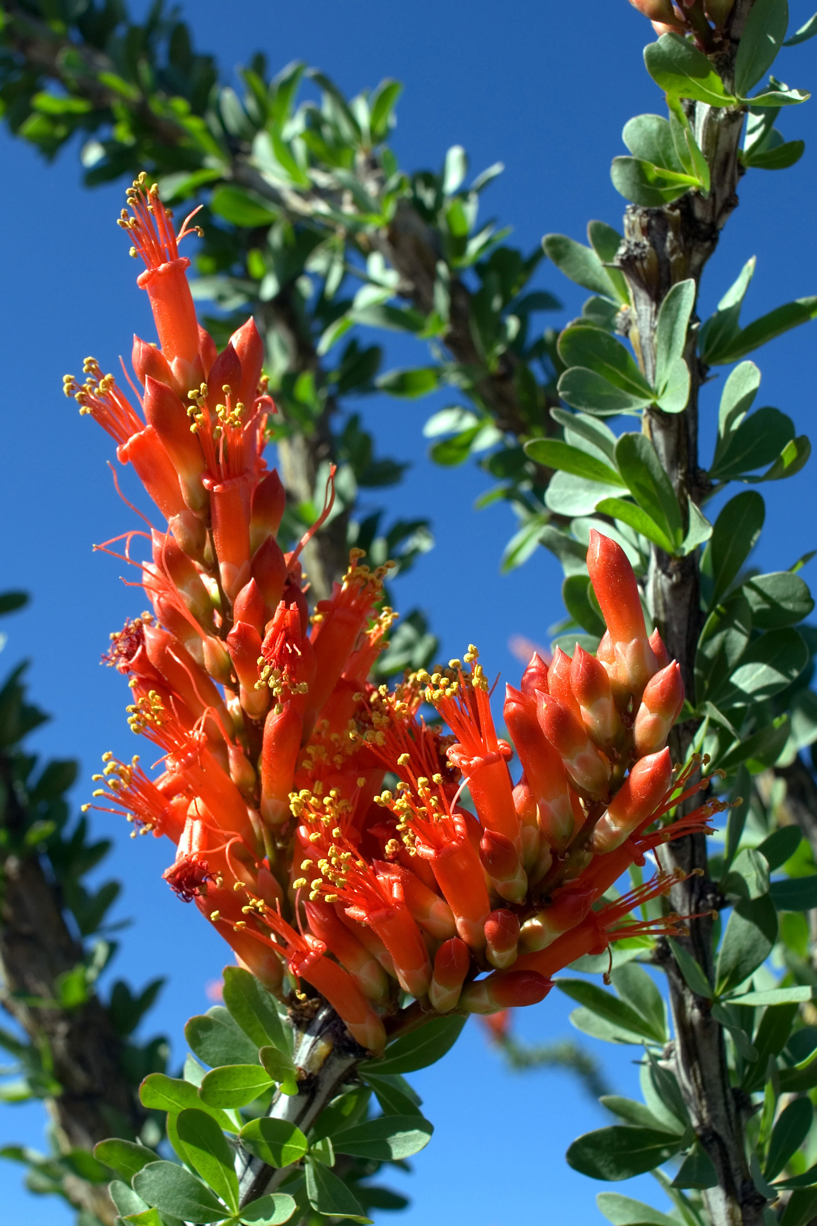 ocotillo-fouquieria-splendens