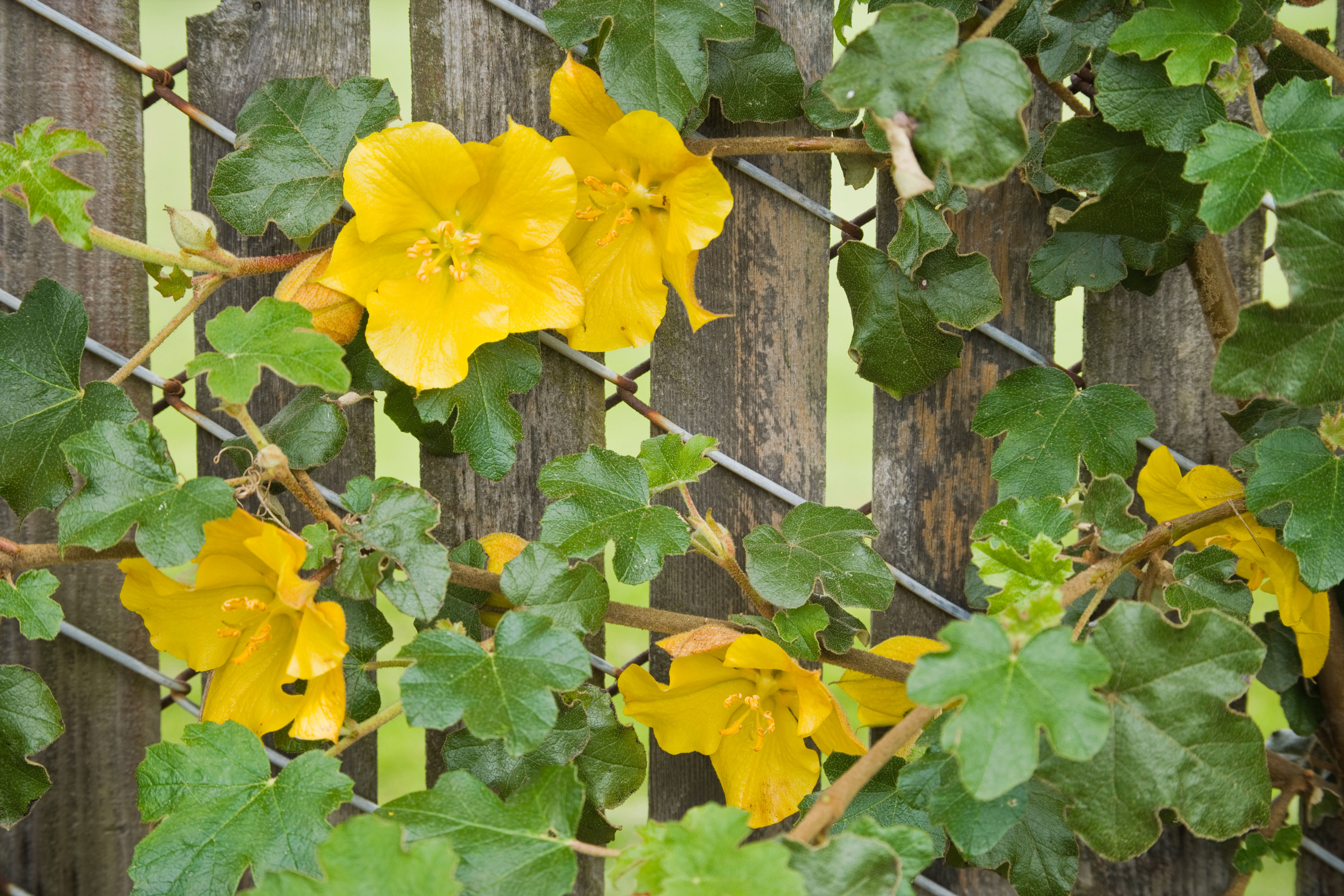 flannel-bush-fremontodendron