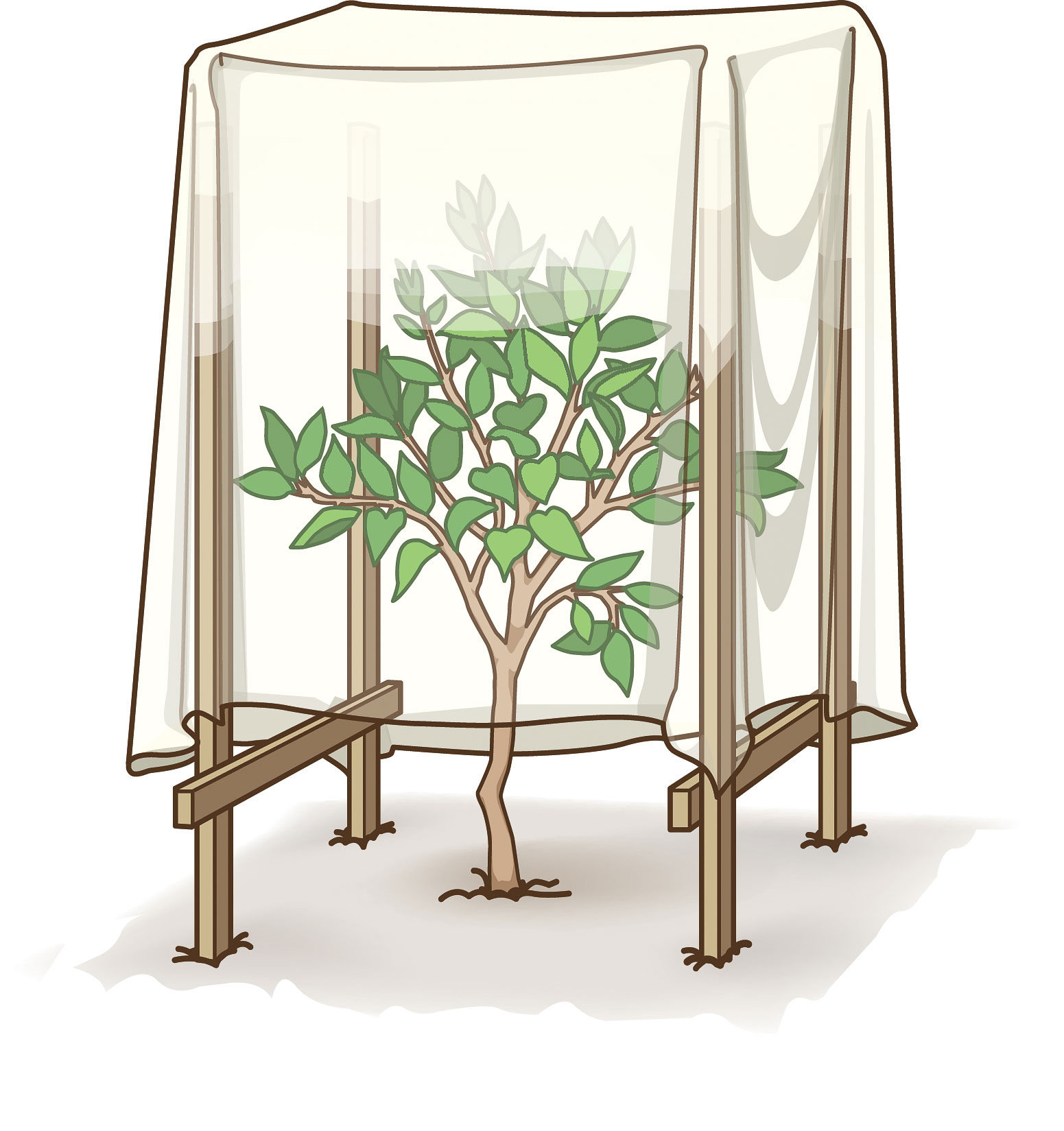 Protect Plants from Frost