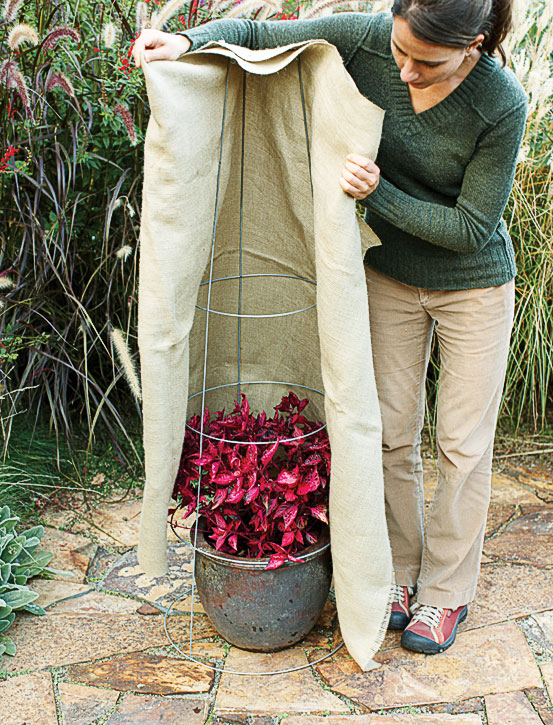 Last-minute protection from frost