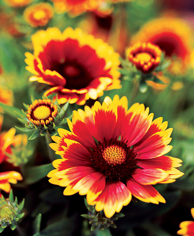 blanket-flower-gaillardia-x-grandiflora