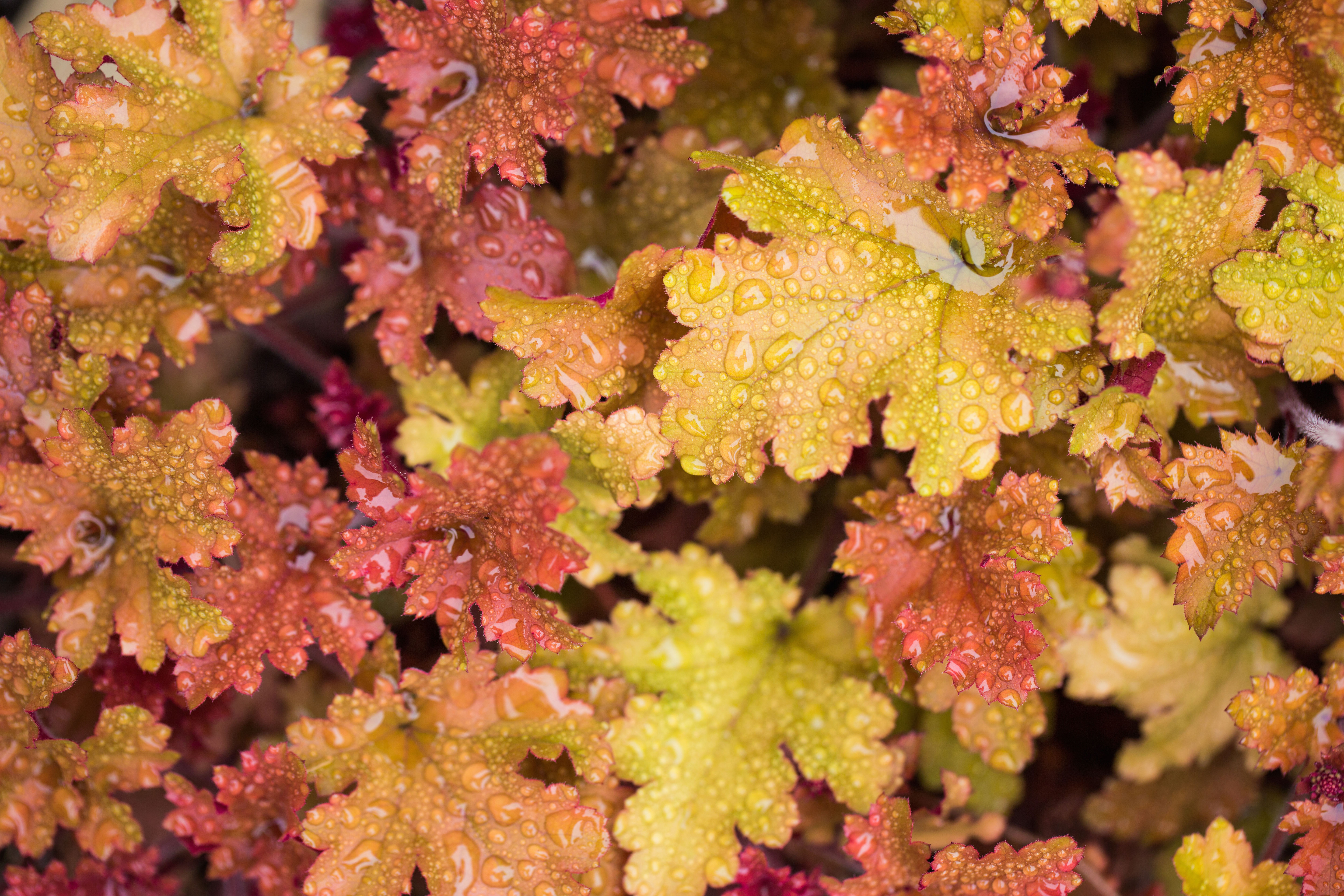 heuchera