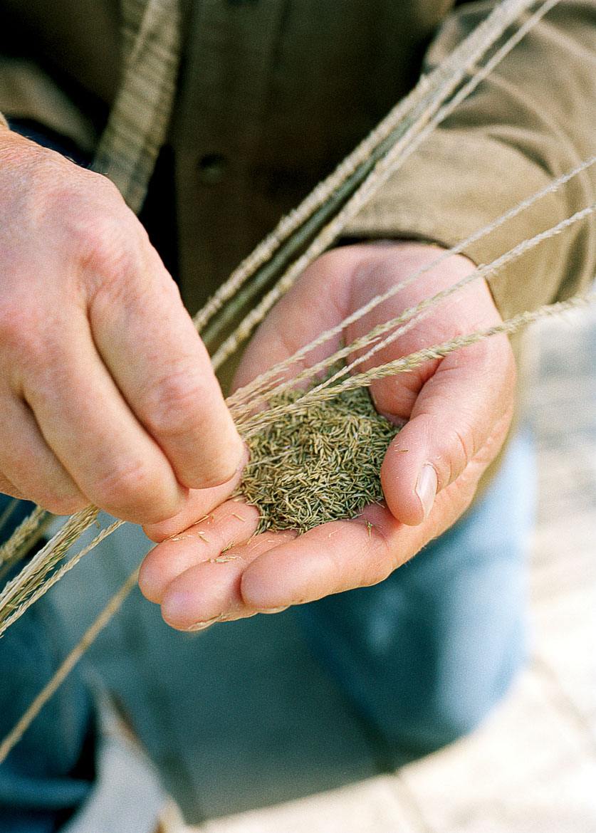 pine muhly grass seeds