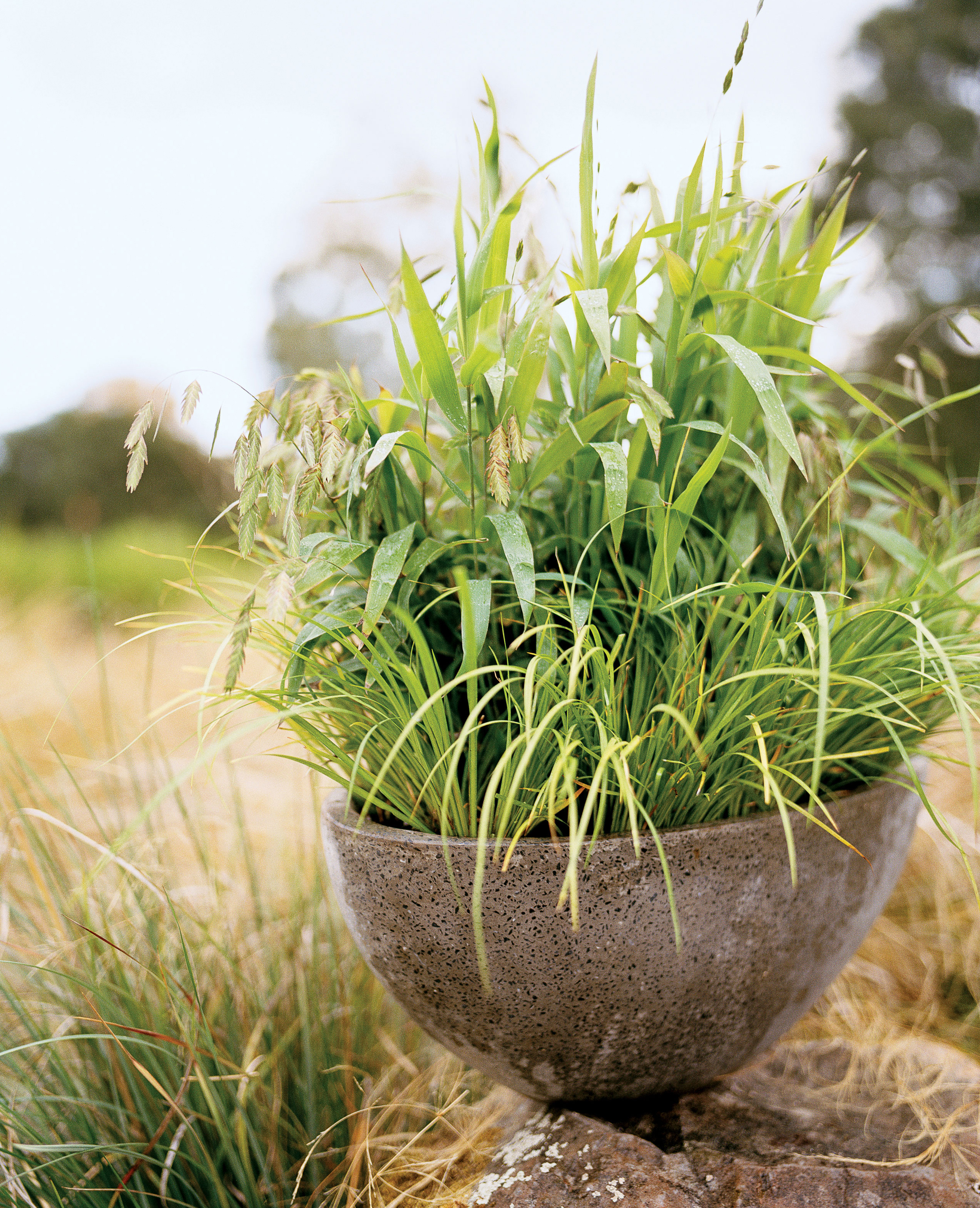 gardening-with-ornamental-grasses-a-sweet-scent