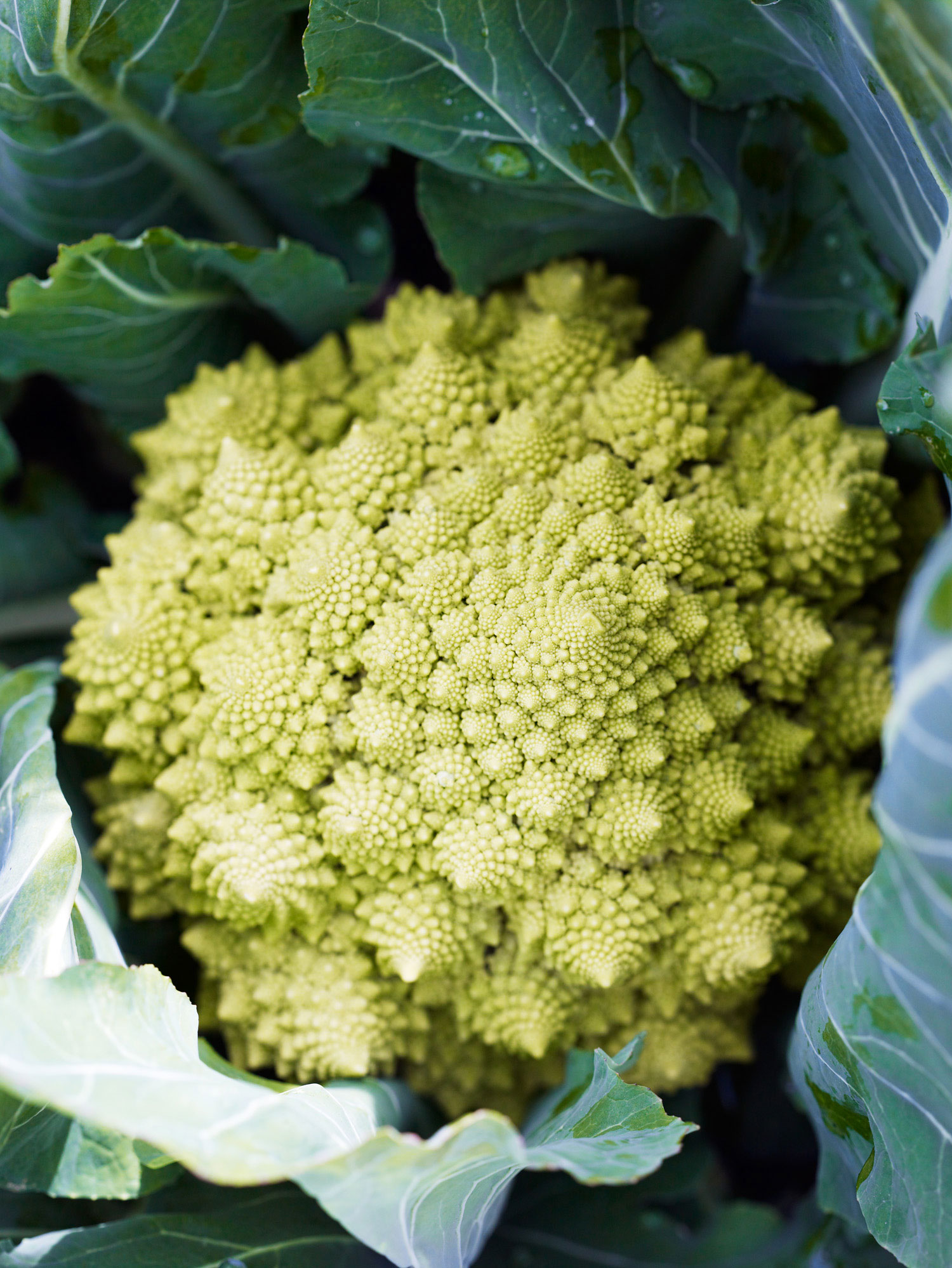 romanesco-broccoli