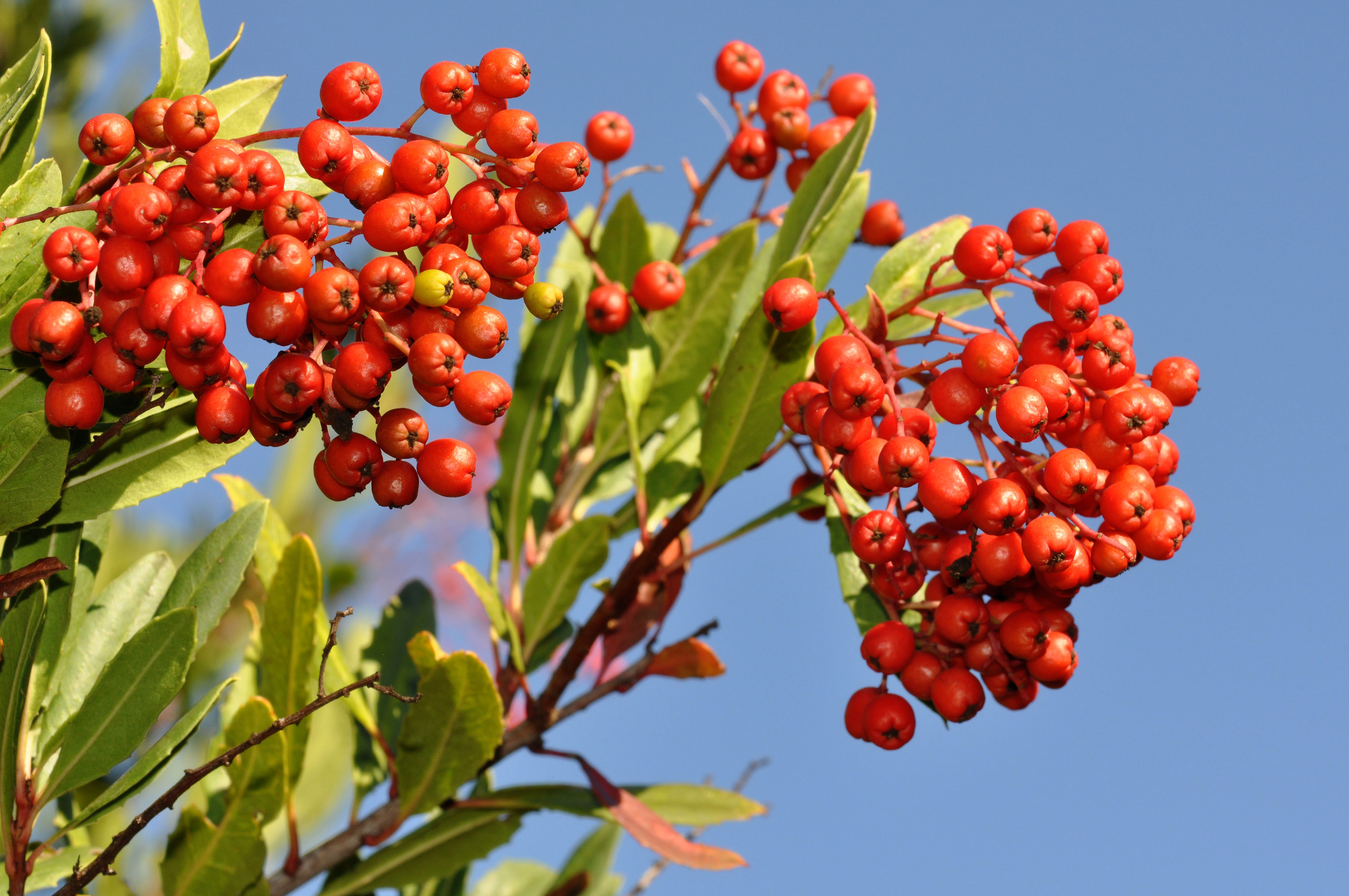 toyon-heteromeles-arbutifolia