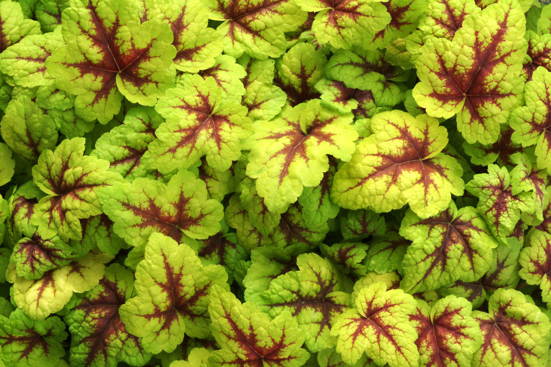 heucherella-all-varieties