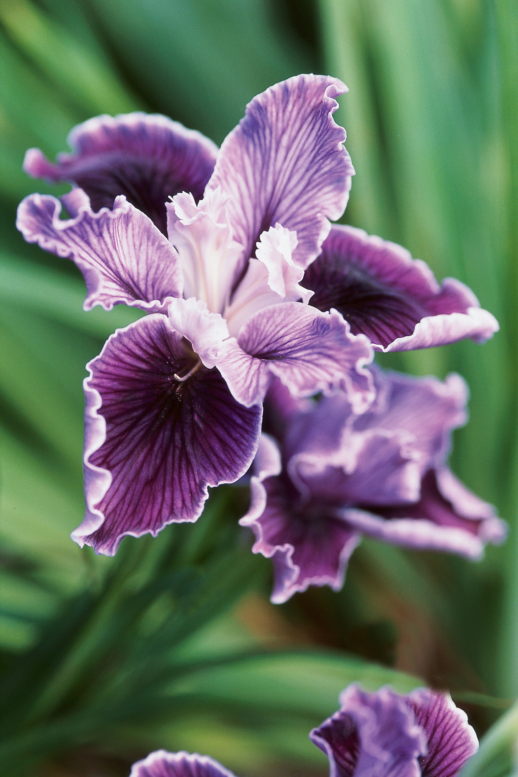pacific-coast-iris-iris-douglasiana