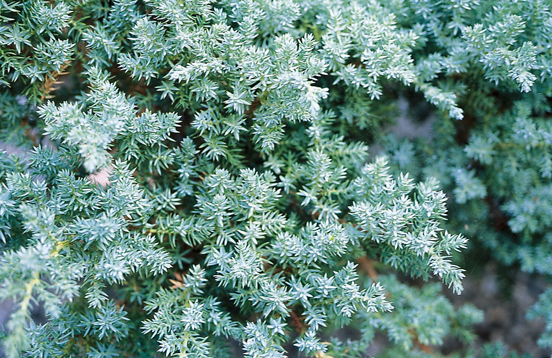 juniper-juniperus