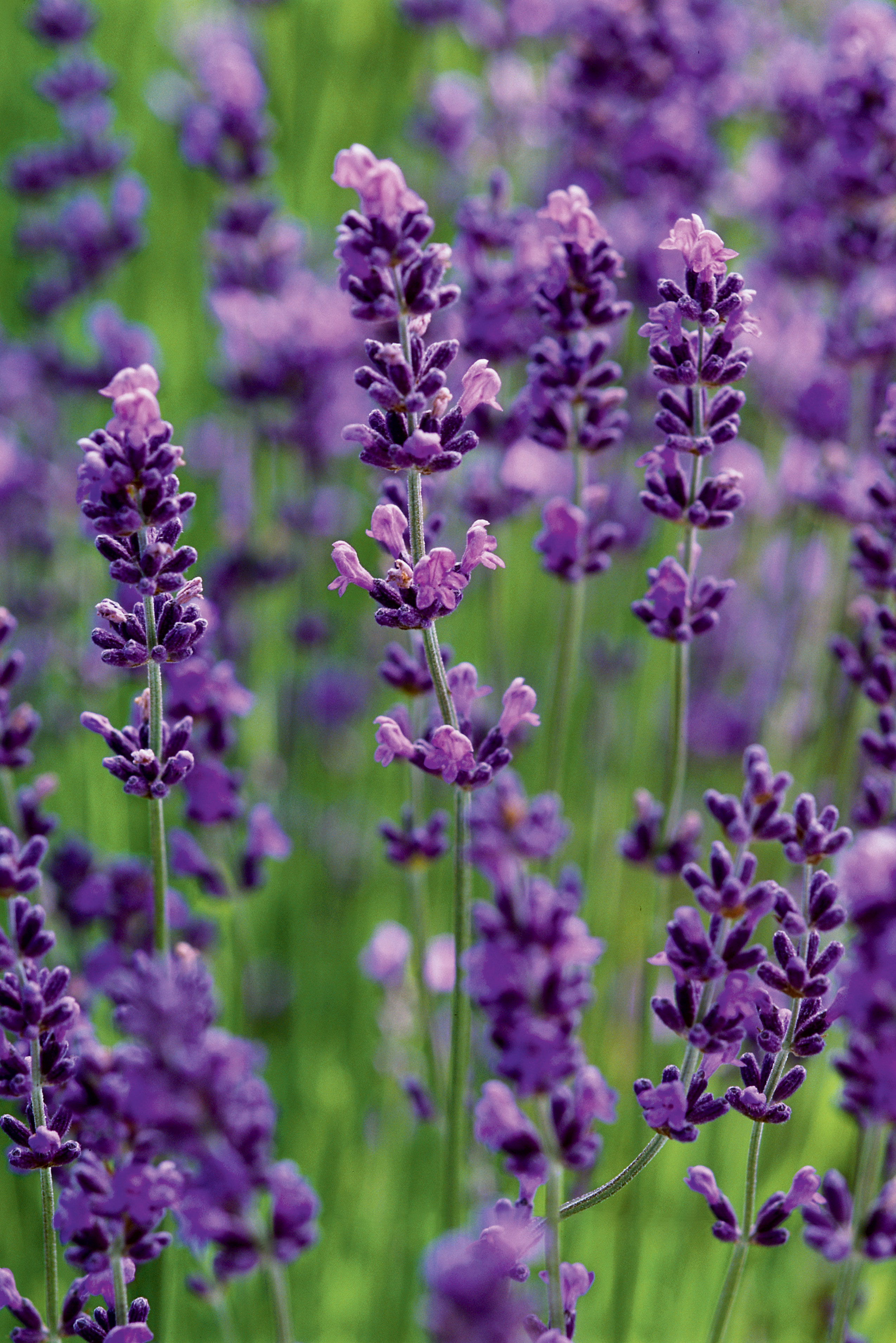 Choose the Right Varieties