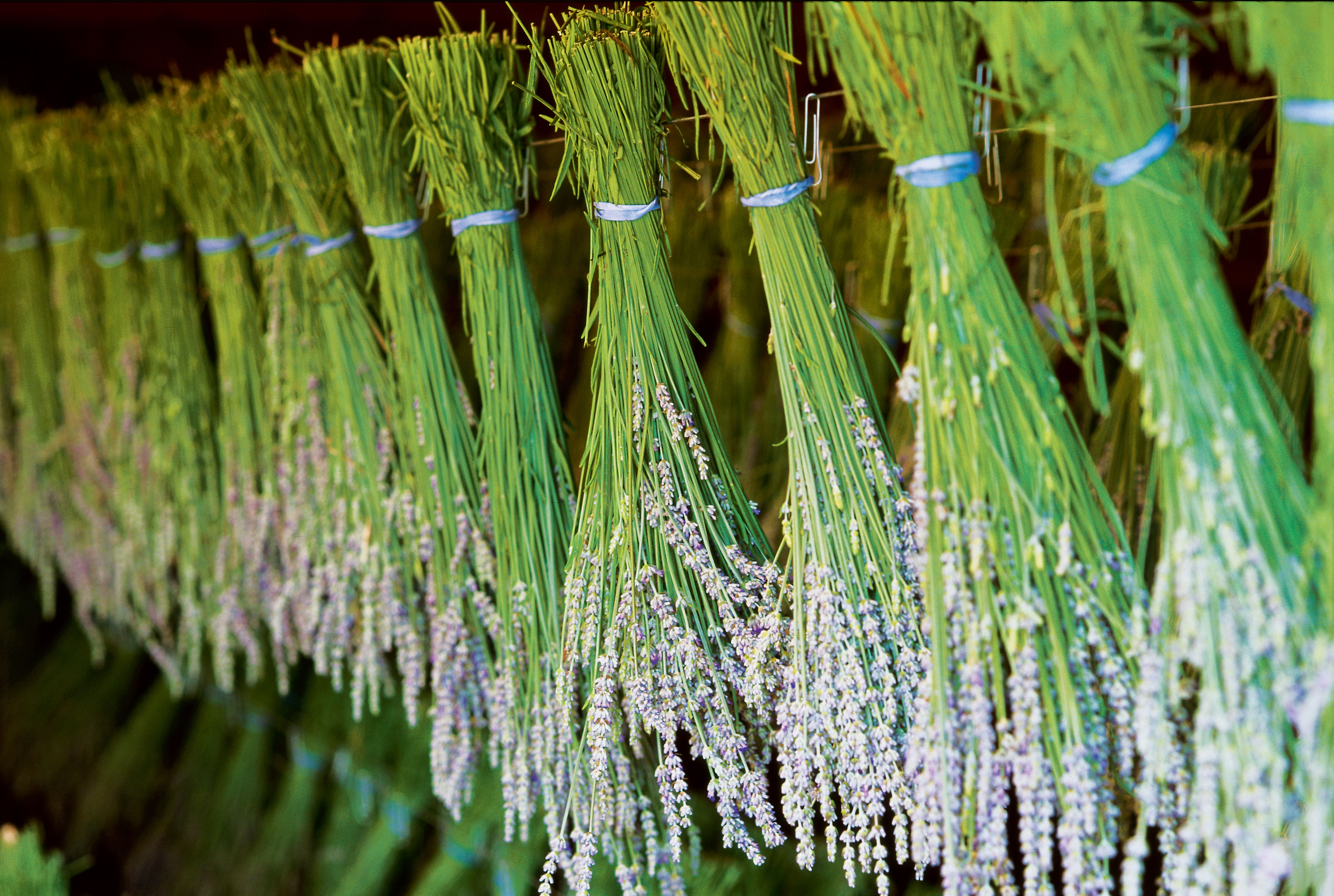 Your Guide to Growing and Harvesting Lavender