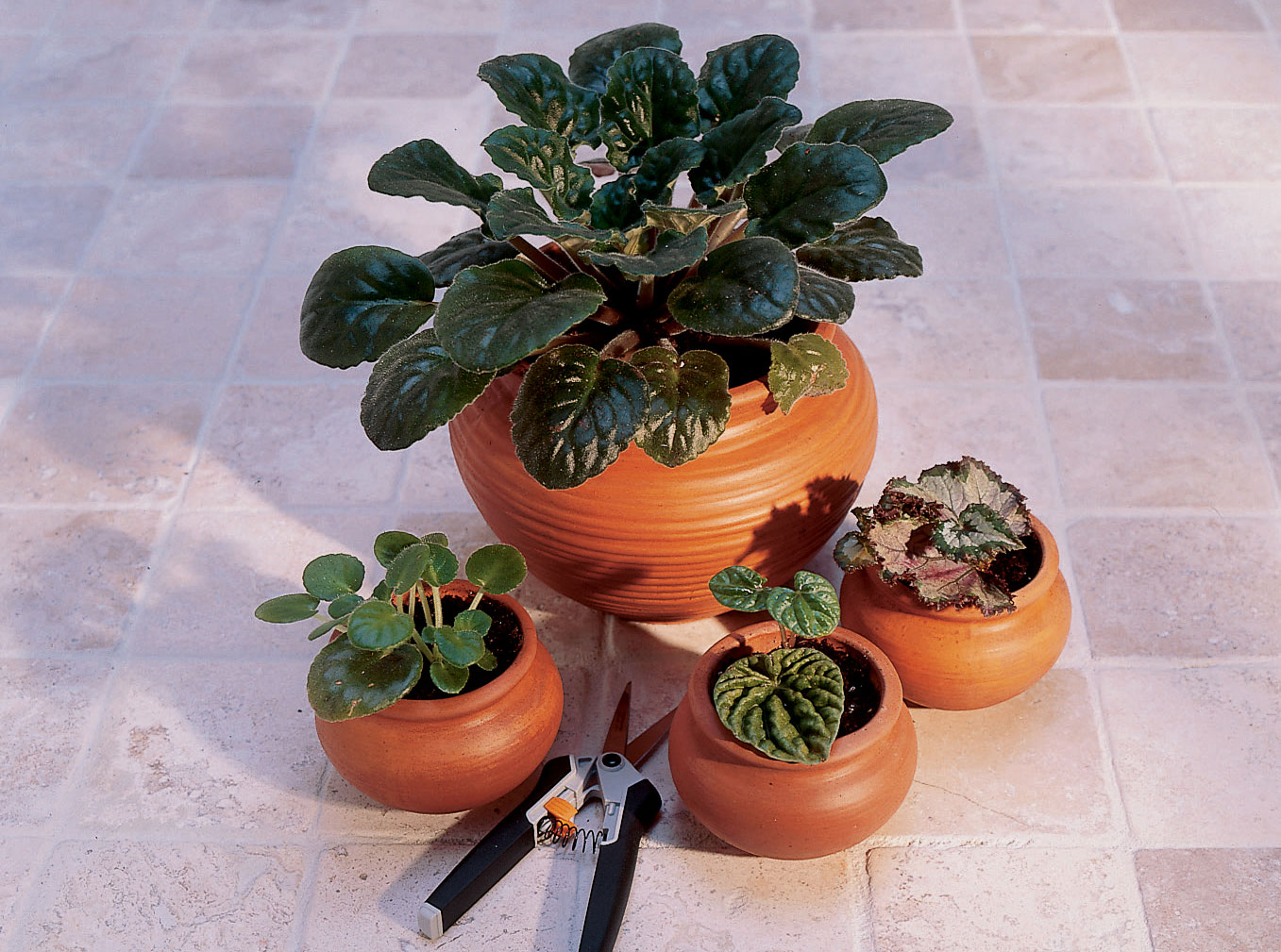 New Plants from Leaf Cuttings