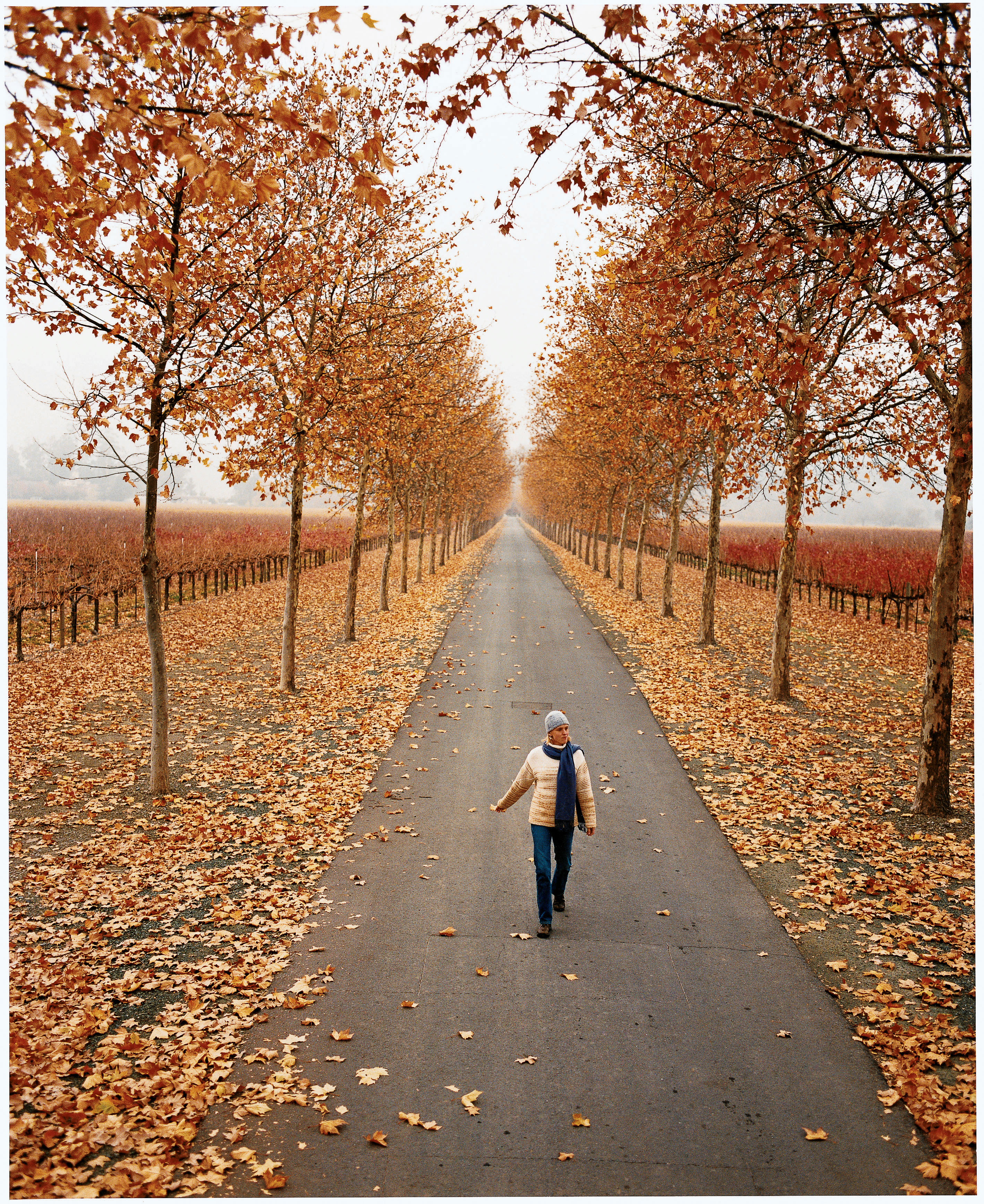 The West’s Best Trees for Fall Leaves