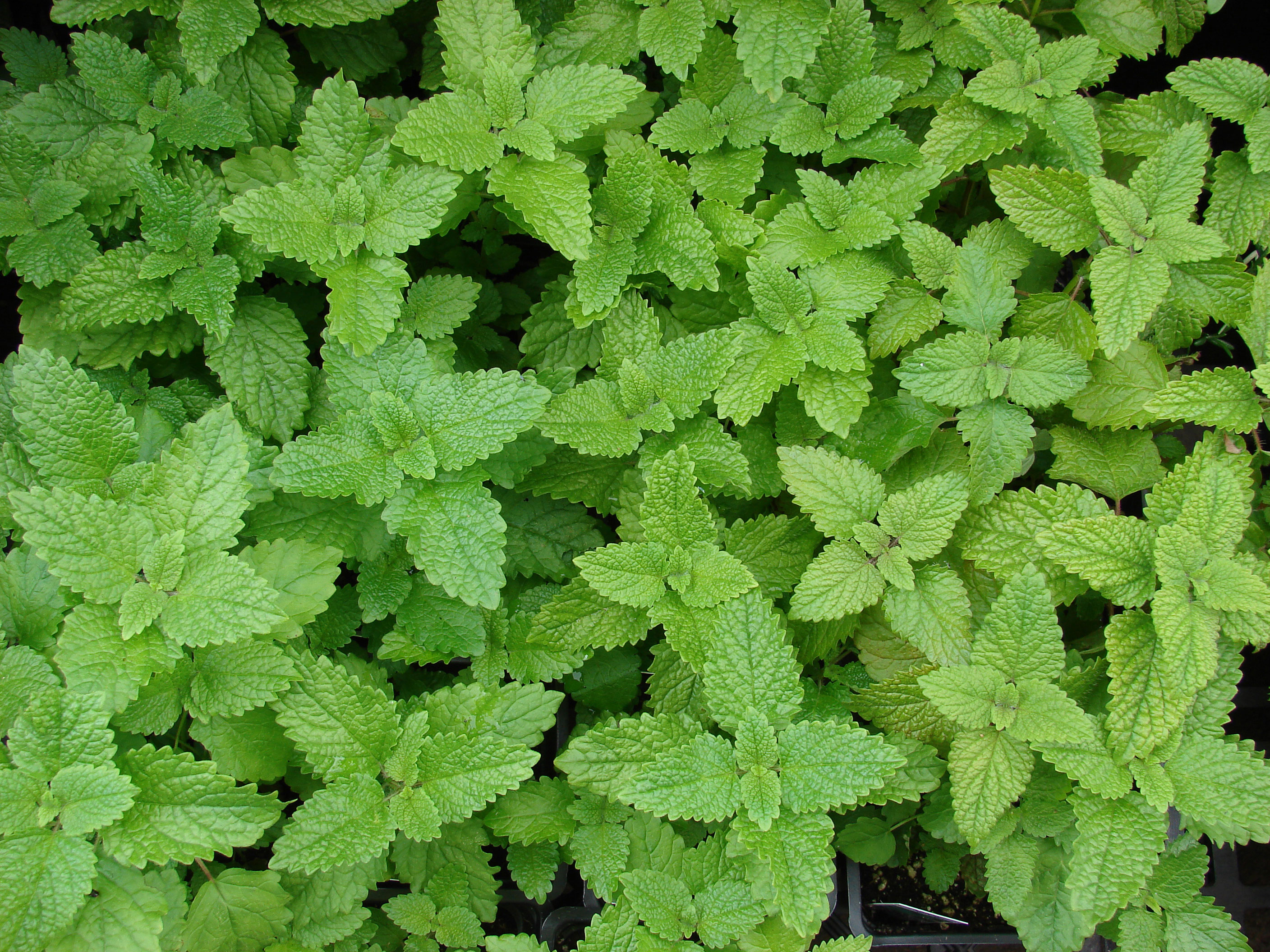 lemon-balm-melissa-officinalis