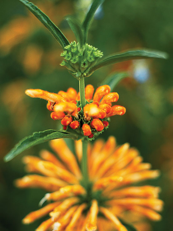 lions-tail-leonotis-leonurus