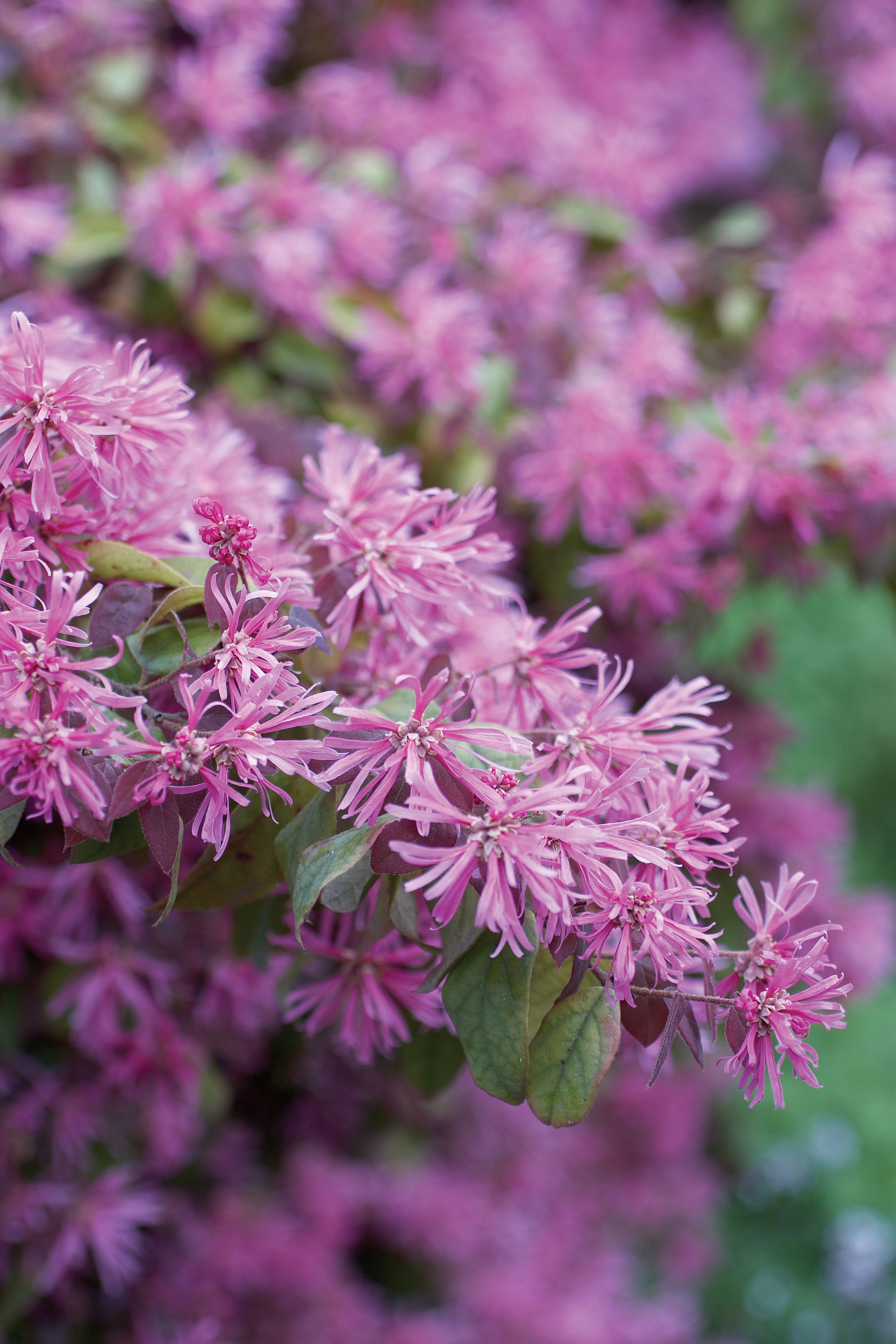 loropetalum-loropetalum-chinense