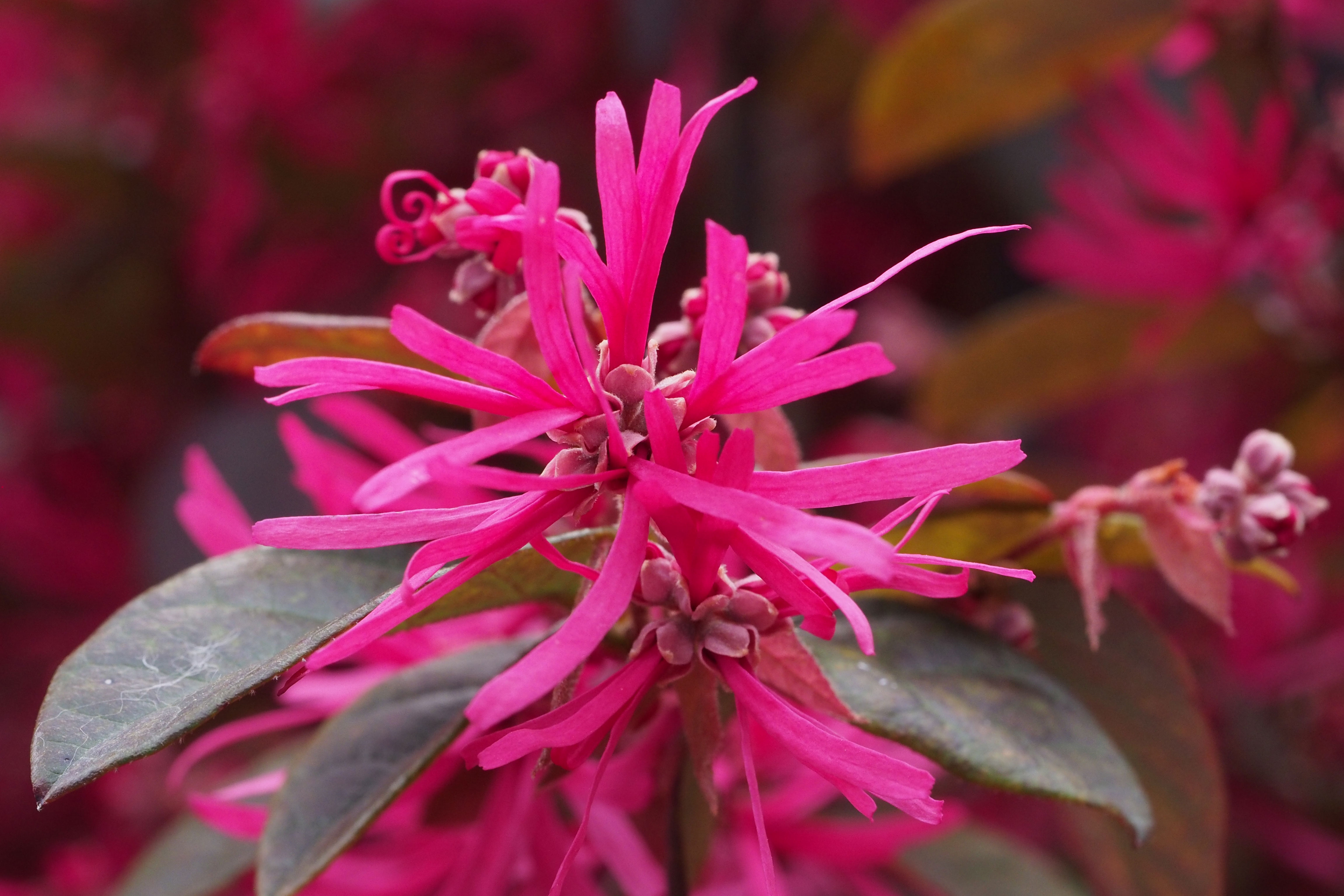 loropetalum-loropetalum-chinense