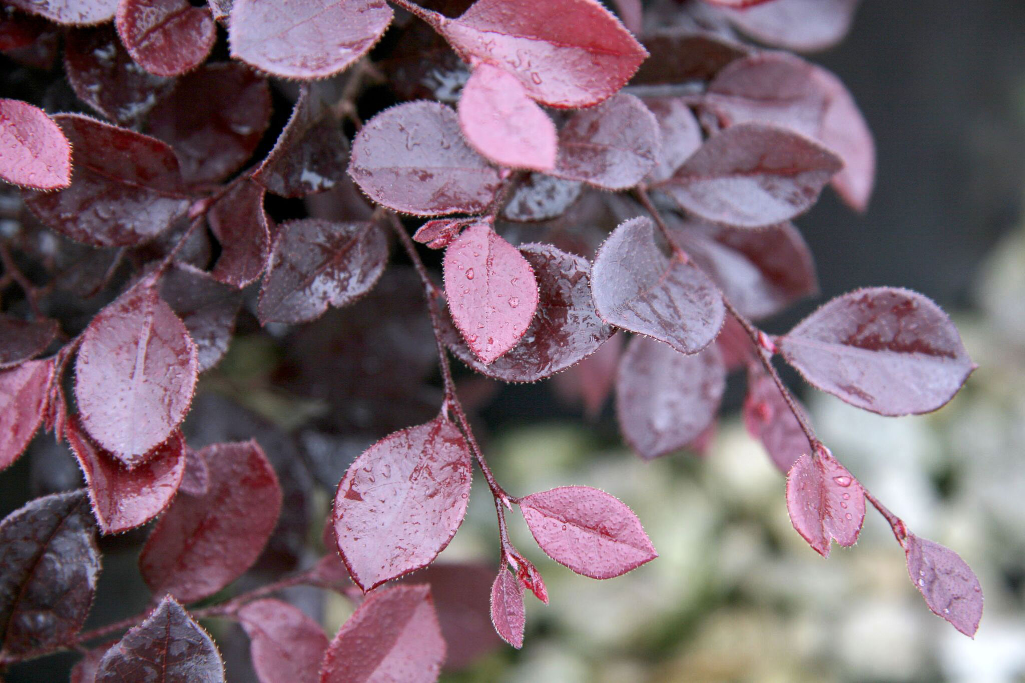 loropetalum-purple-pixie