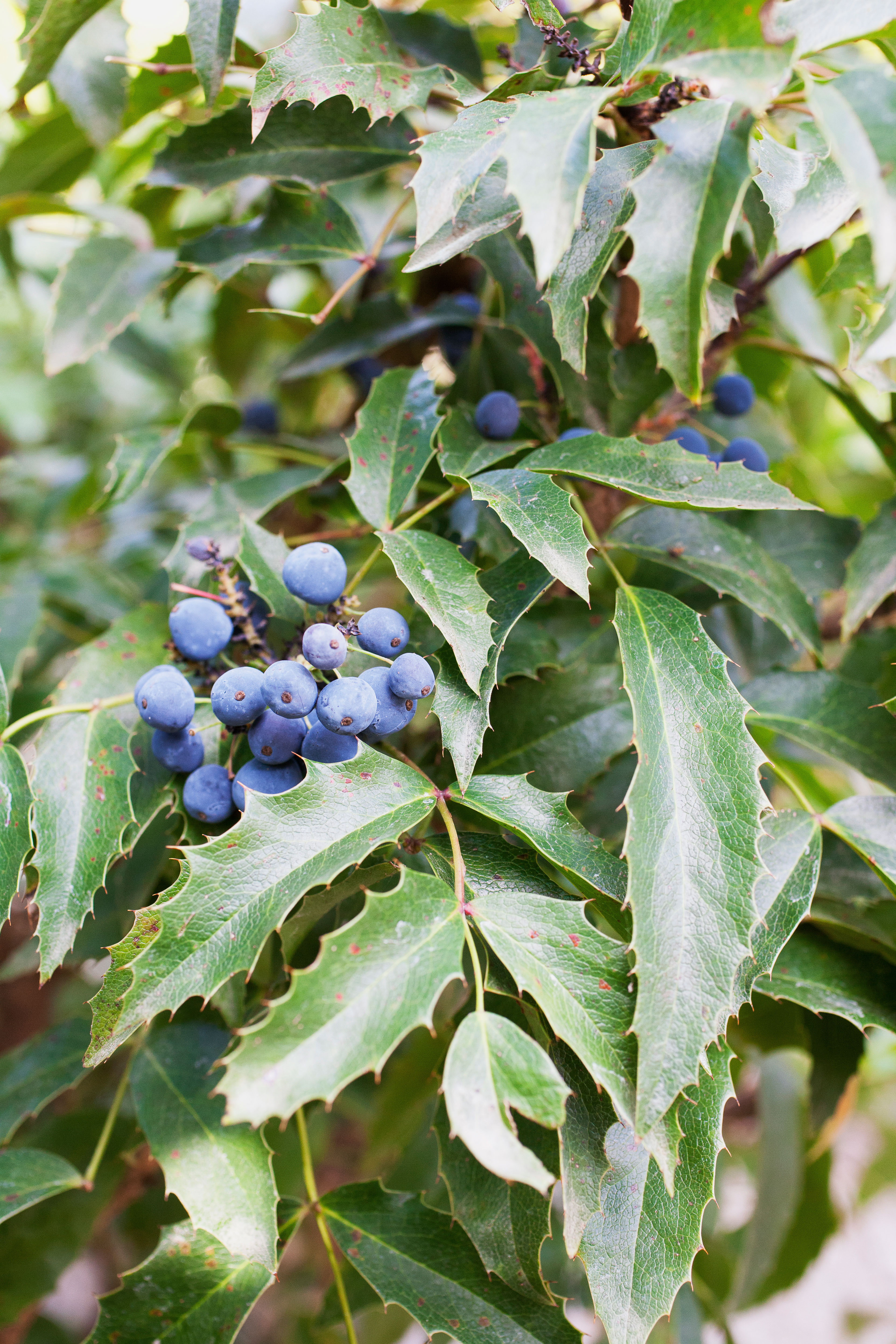 oregon-grape-mahonia-aquifolium