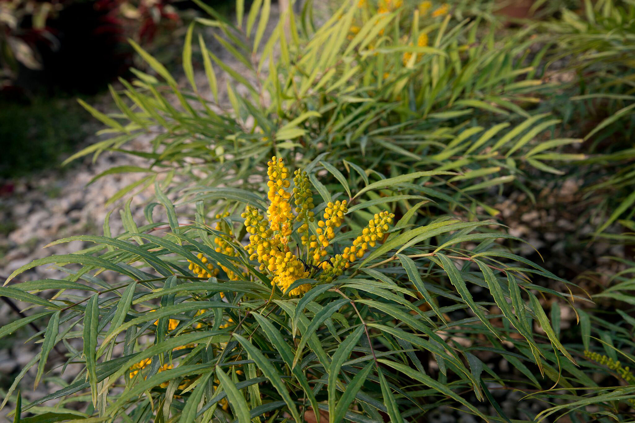 mahonia-soft-caress