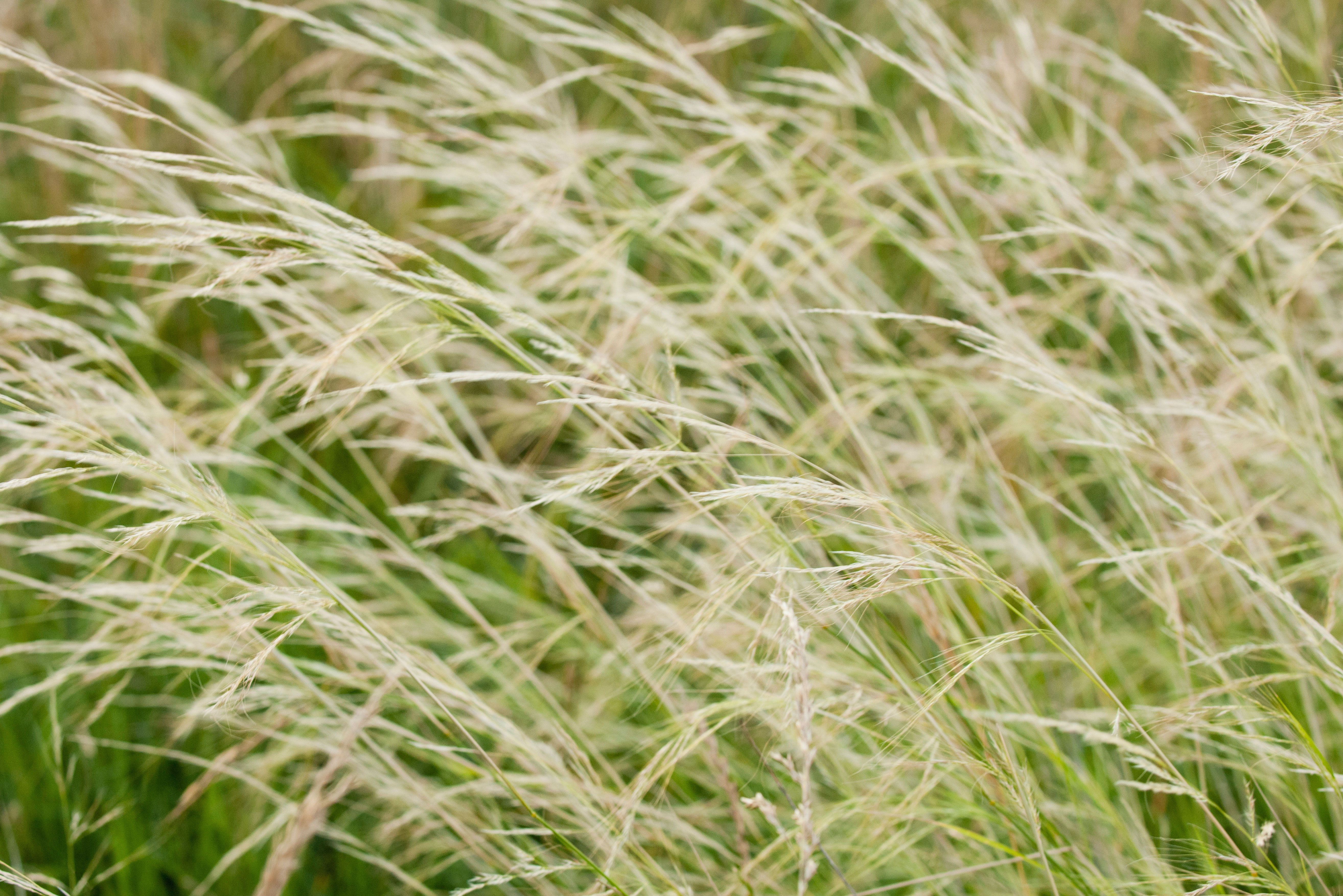 japanese-silver-grass-miscanthus-sinensis-morning-light