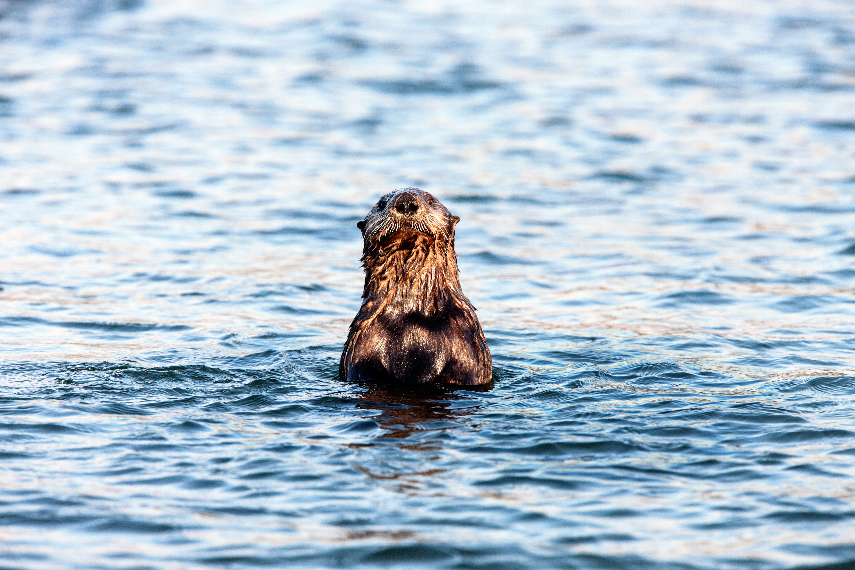 Monterey Bay’s Ecological Renaissance