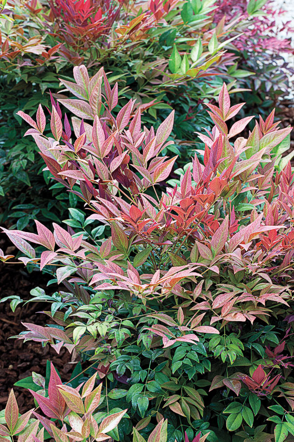heavenly-bamboo-nandina-domestica