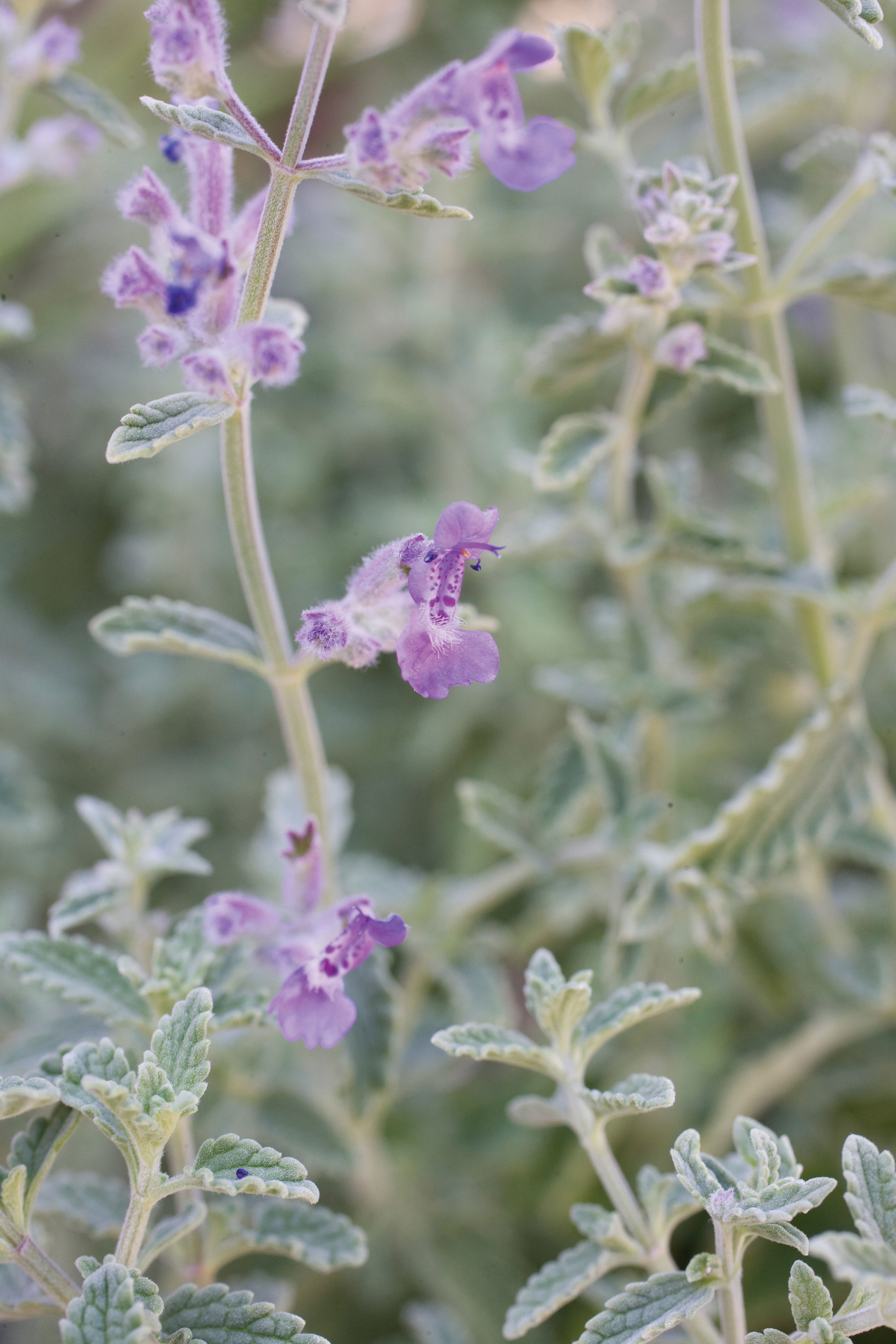 catmint-nepeta-x-faassenii