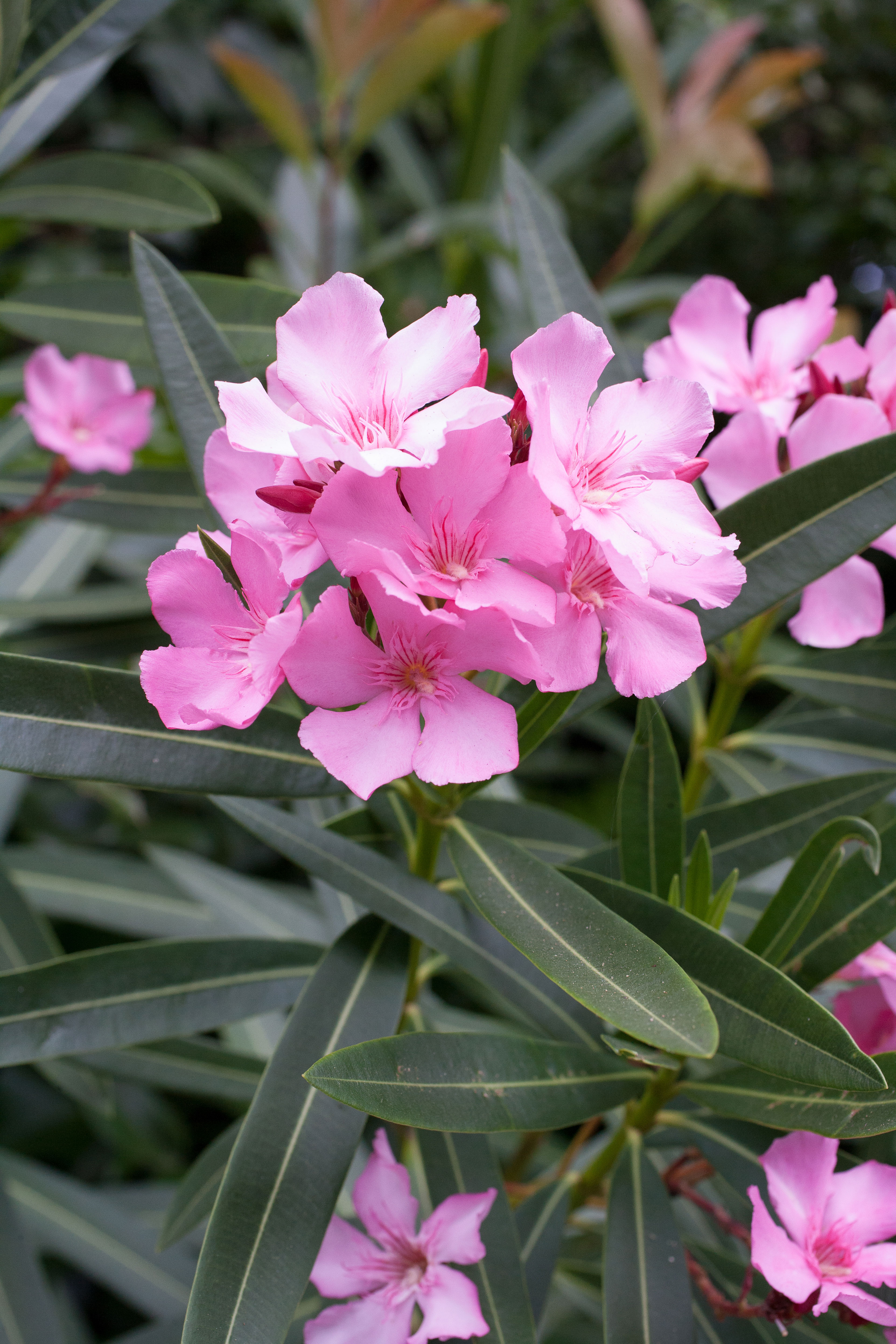oleander-nerium-oleander