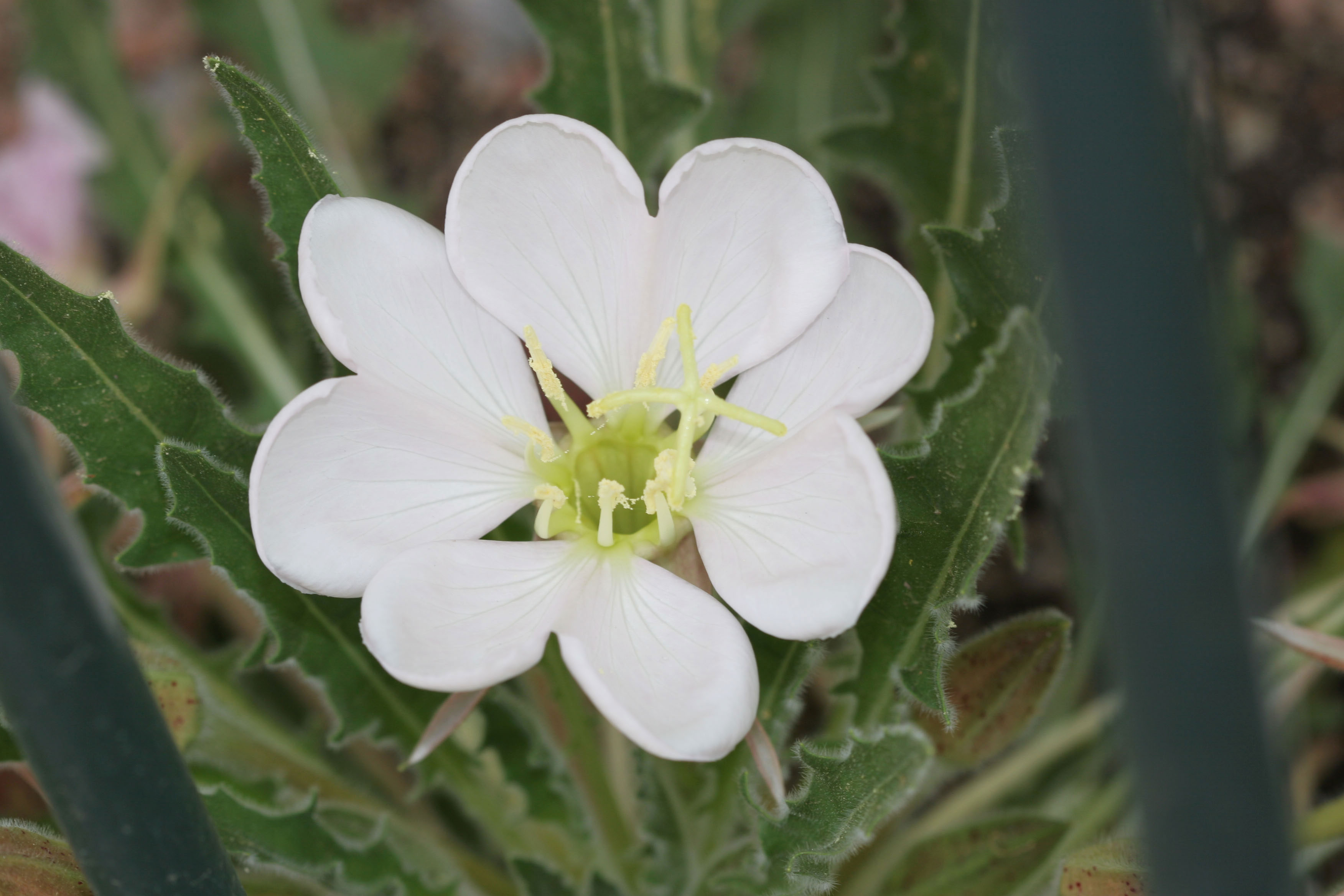 tufted-evening-primrose-oenothera-caespitosa