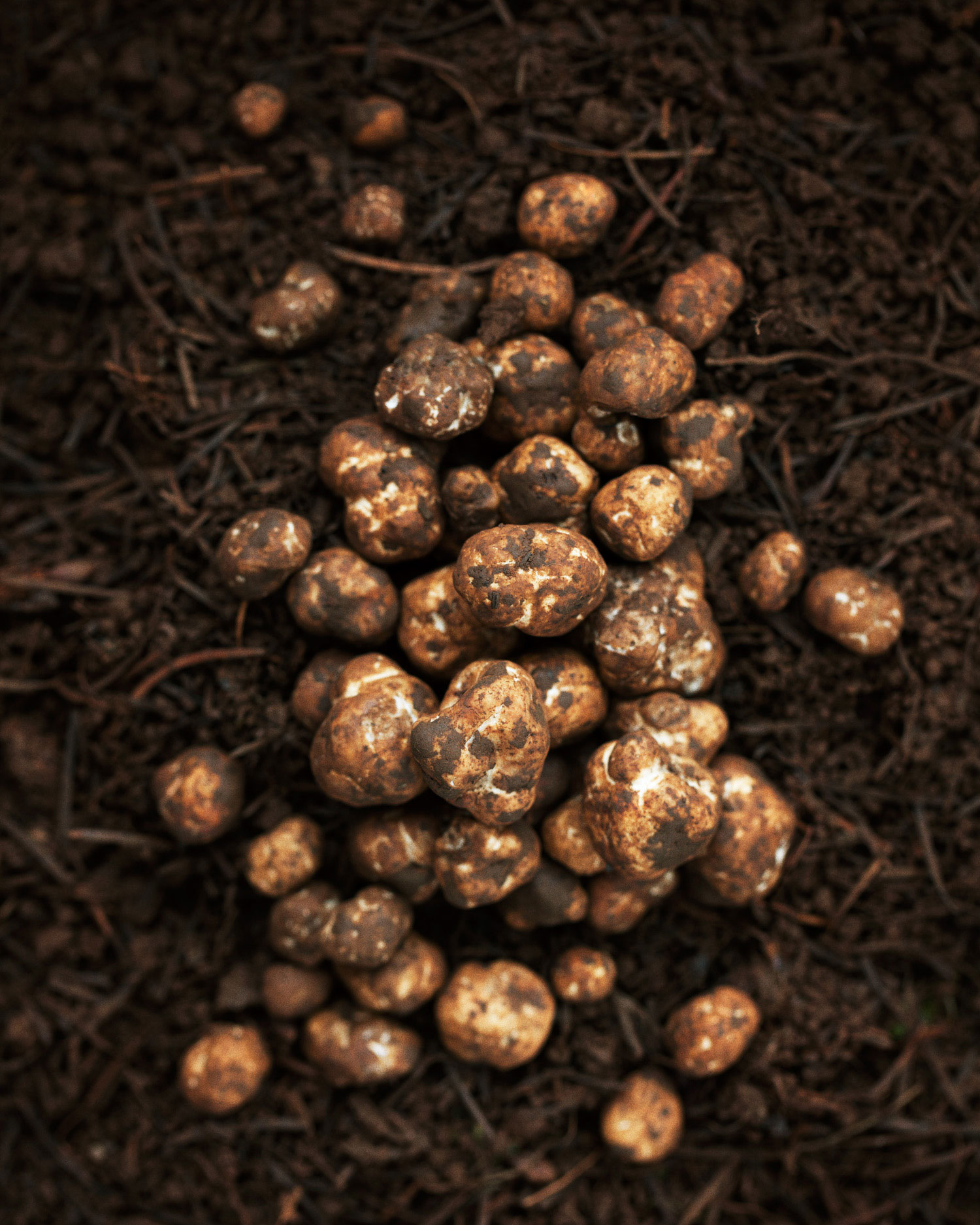 Oregon’s Truffle Treasure