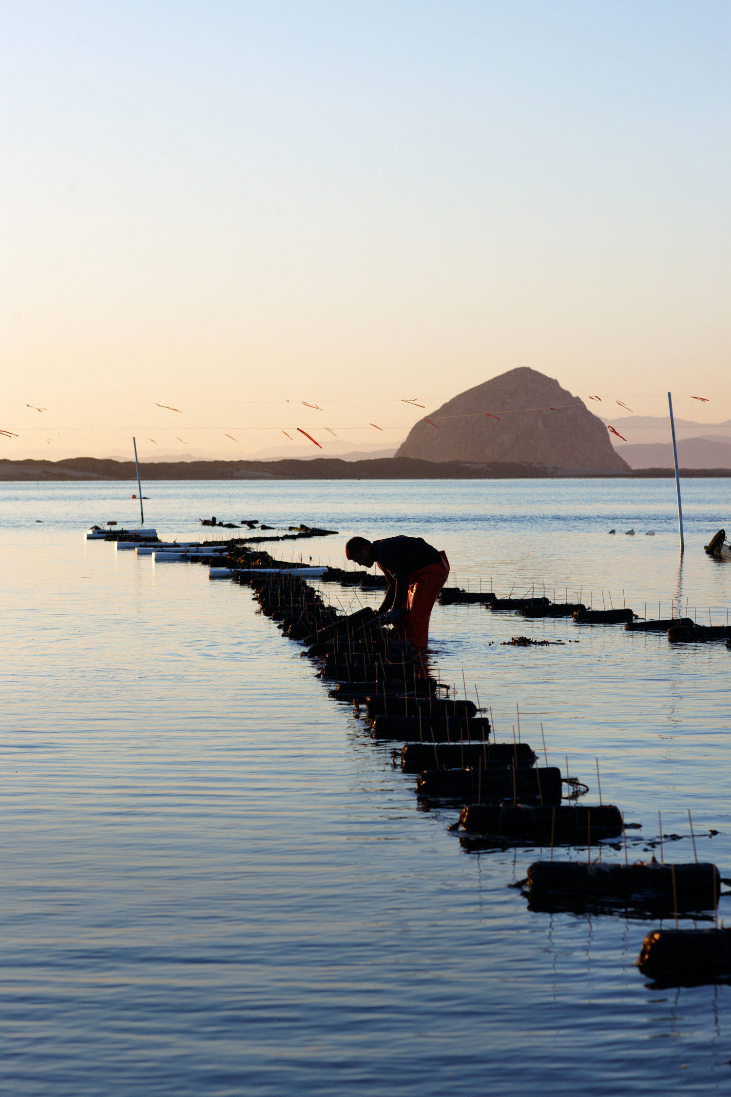 Discovering Morro Bay Oysters
