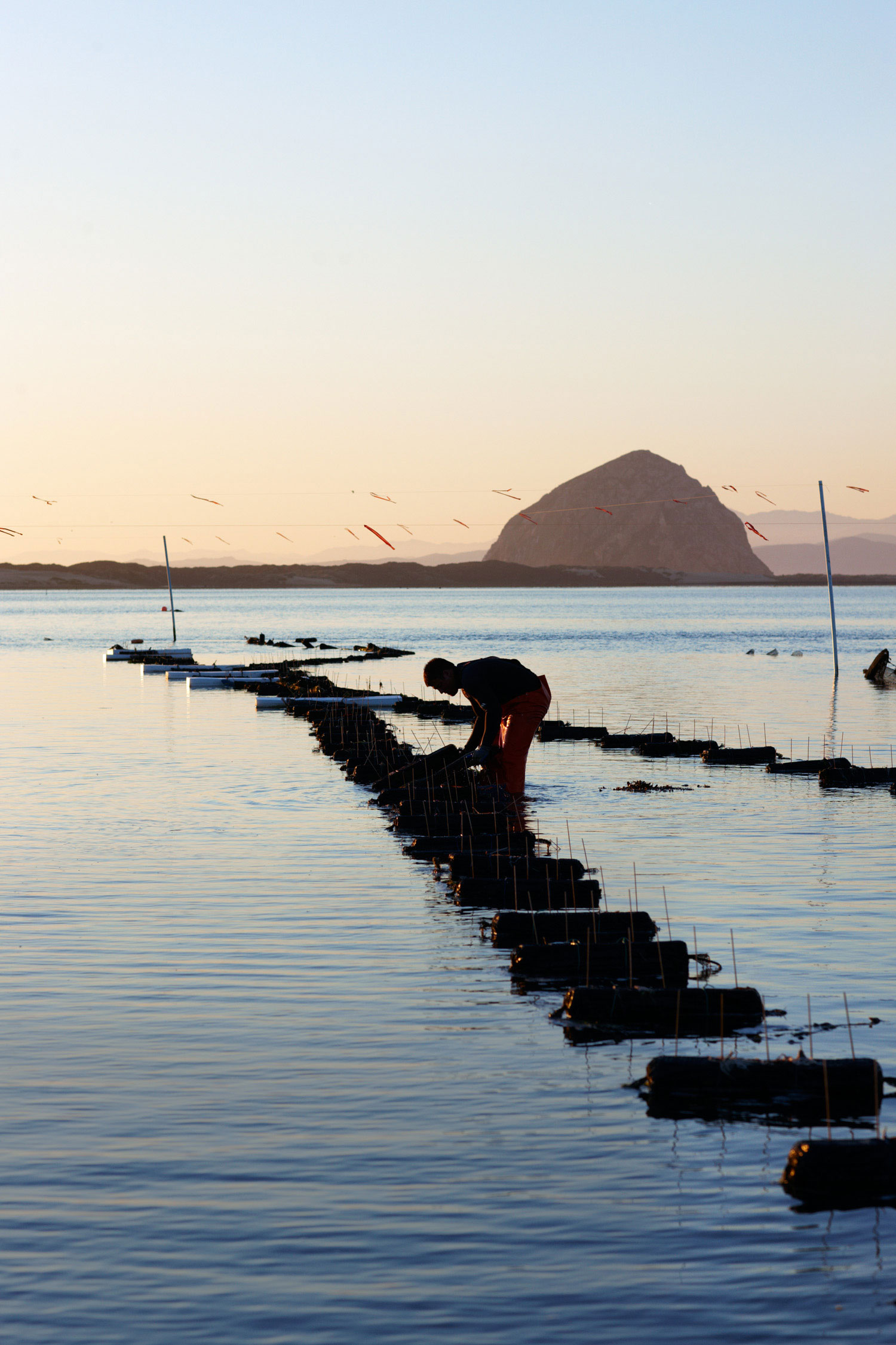 Discovering Morro Bay Oysters
