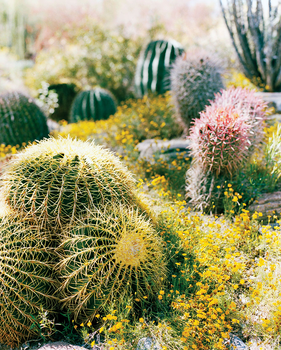 Palm Desert barrel cactus
