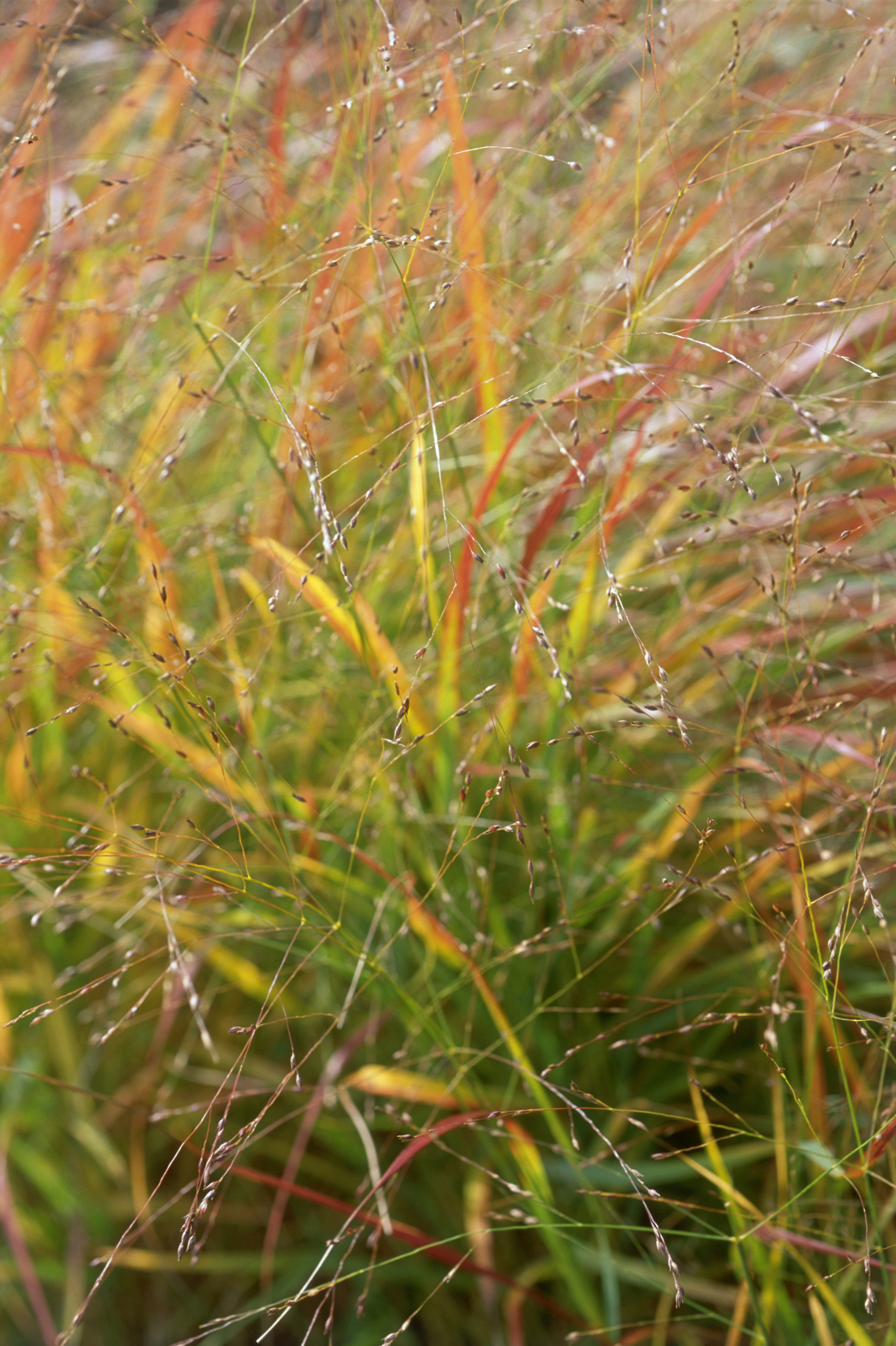 switch-grass-panicum-virgatum