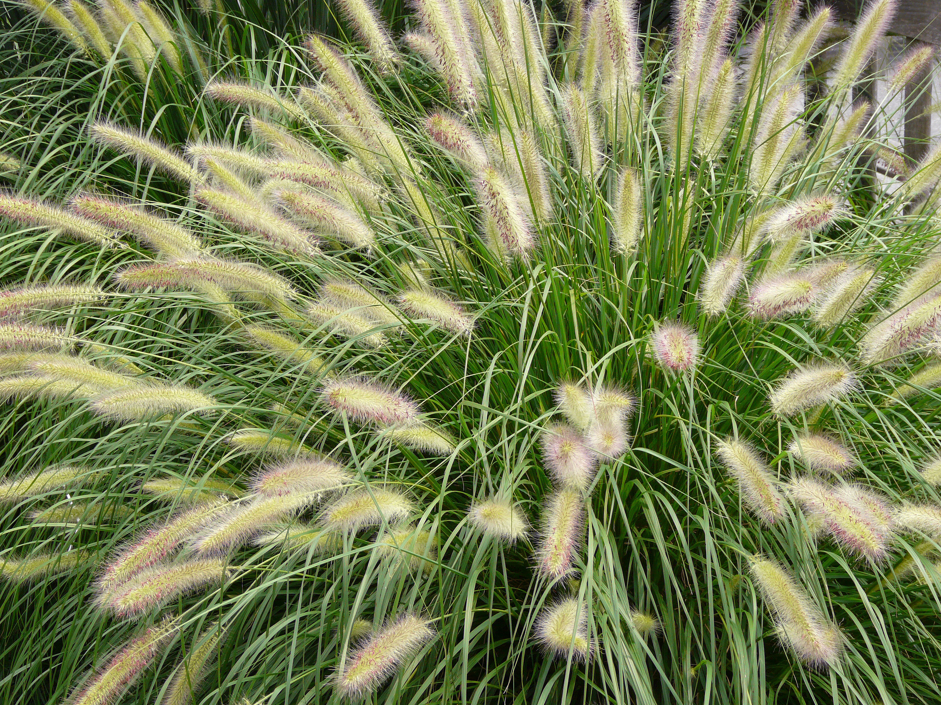 fountain-grass-pennisetum-alopecuroides