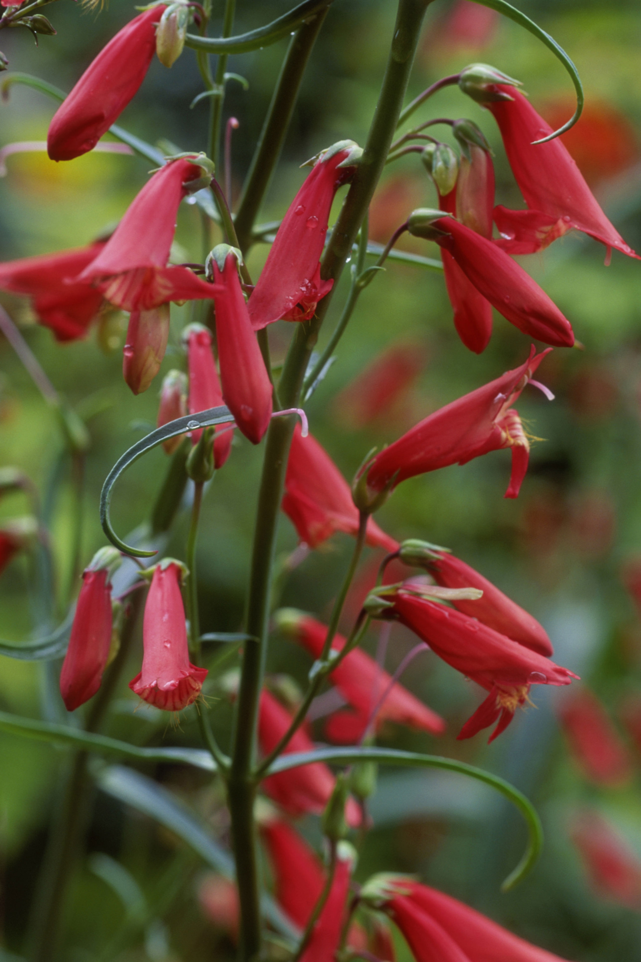 penstemon-p-barbatus