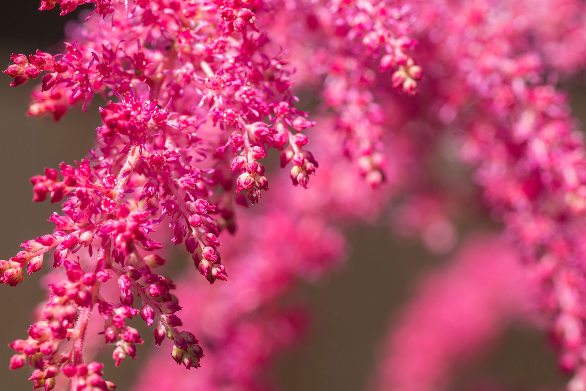 Bright pink astilbe hybrid