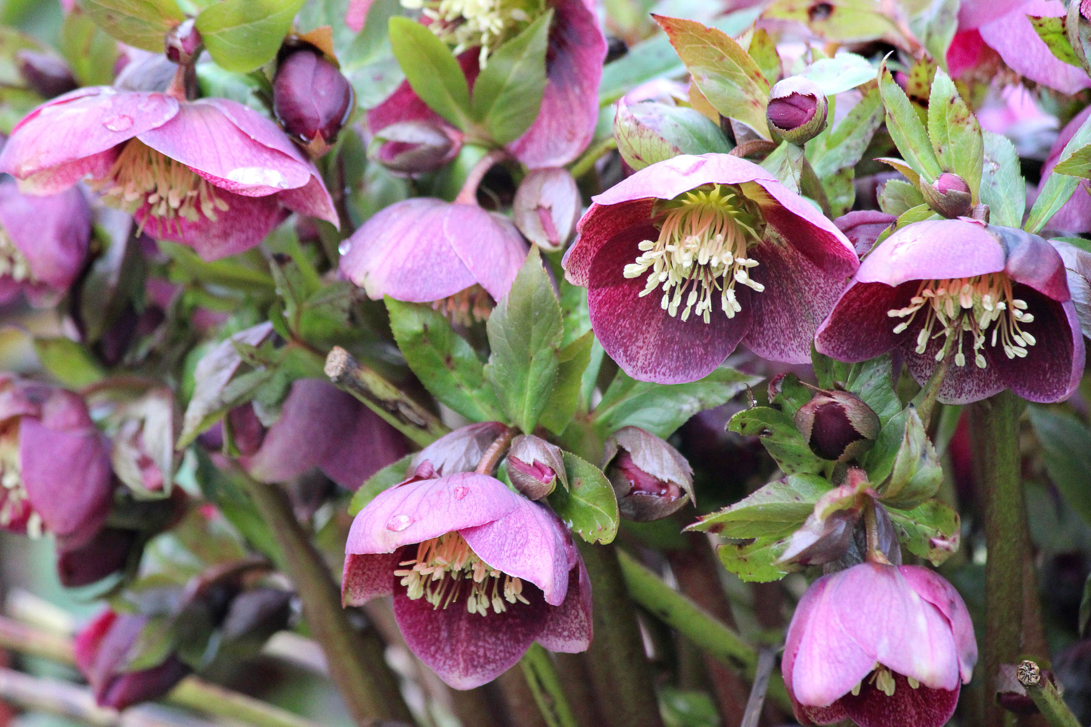 Lenten rose (<i>Helleborus orientalis</i>)