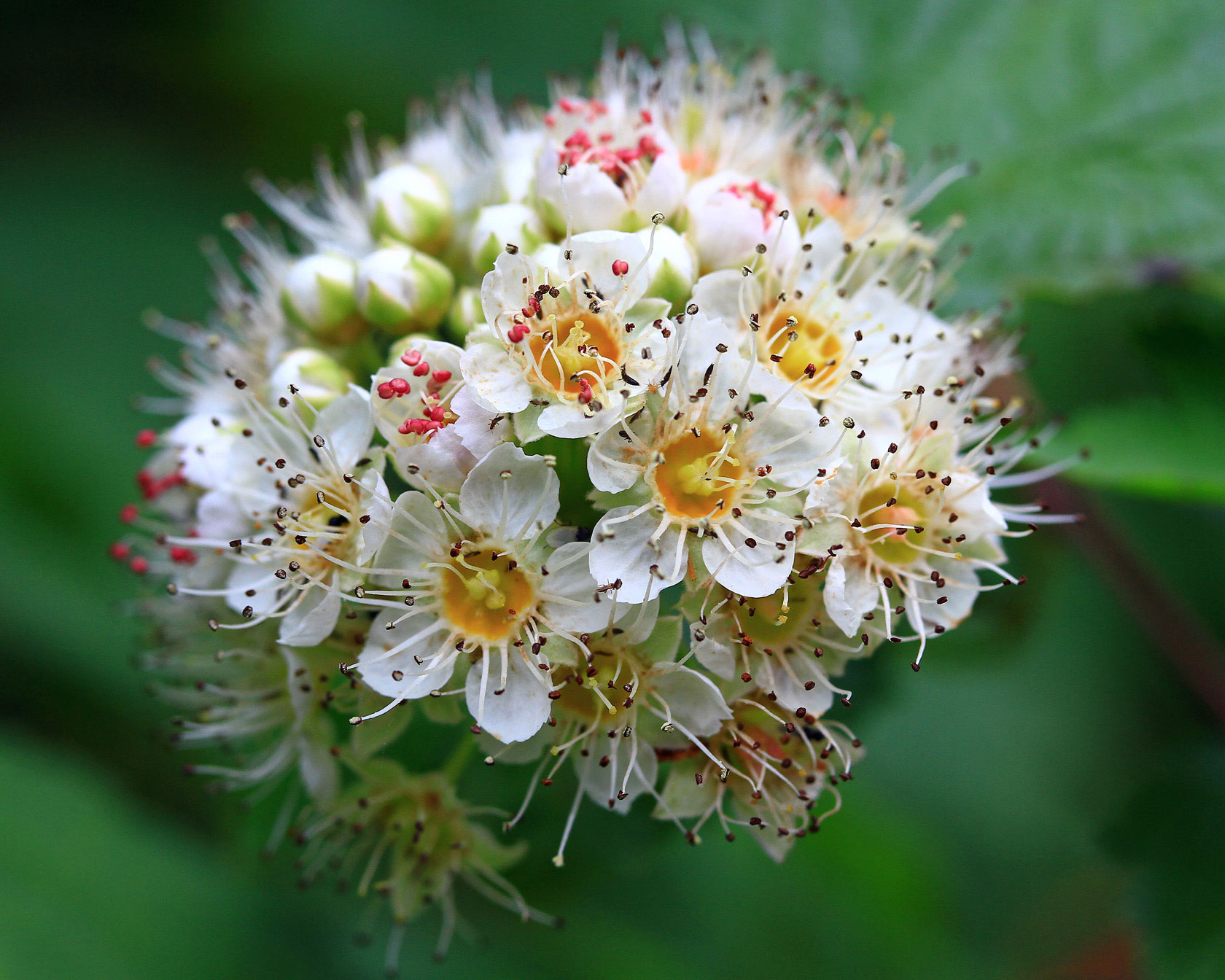 pacific-ninebark-physocarpus-capitatus