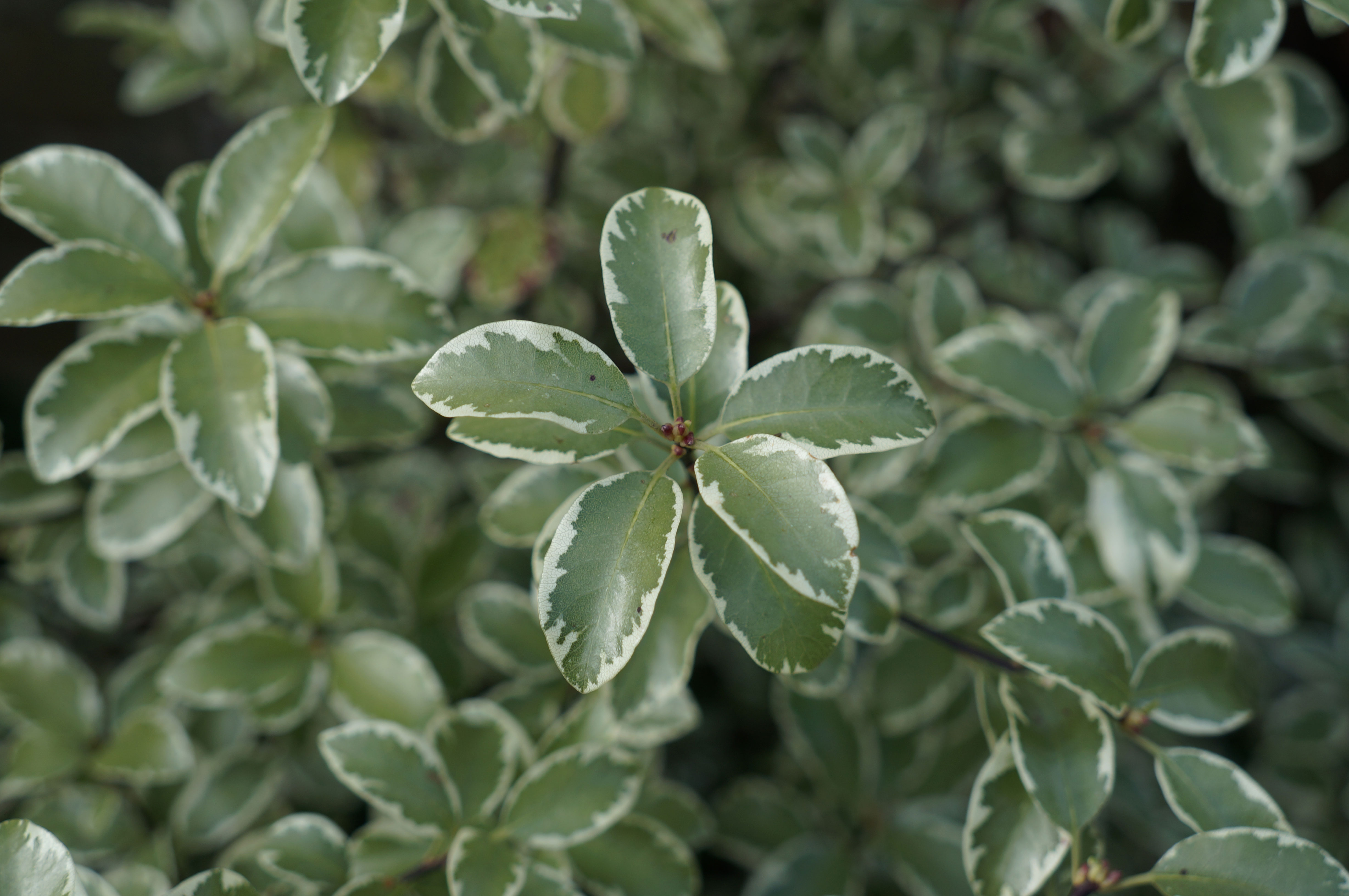 pittosporum