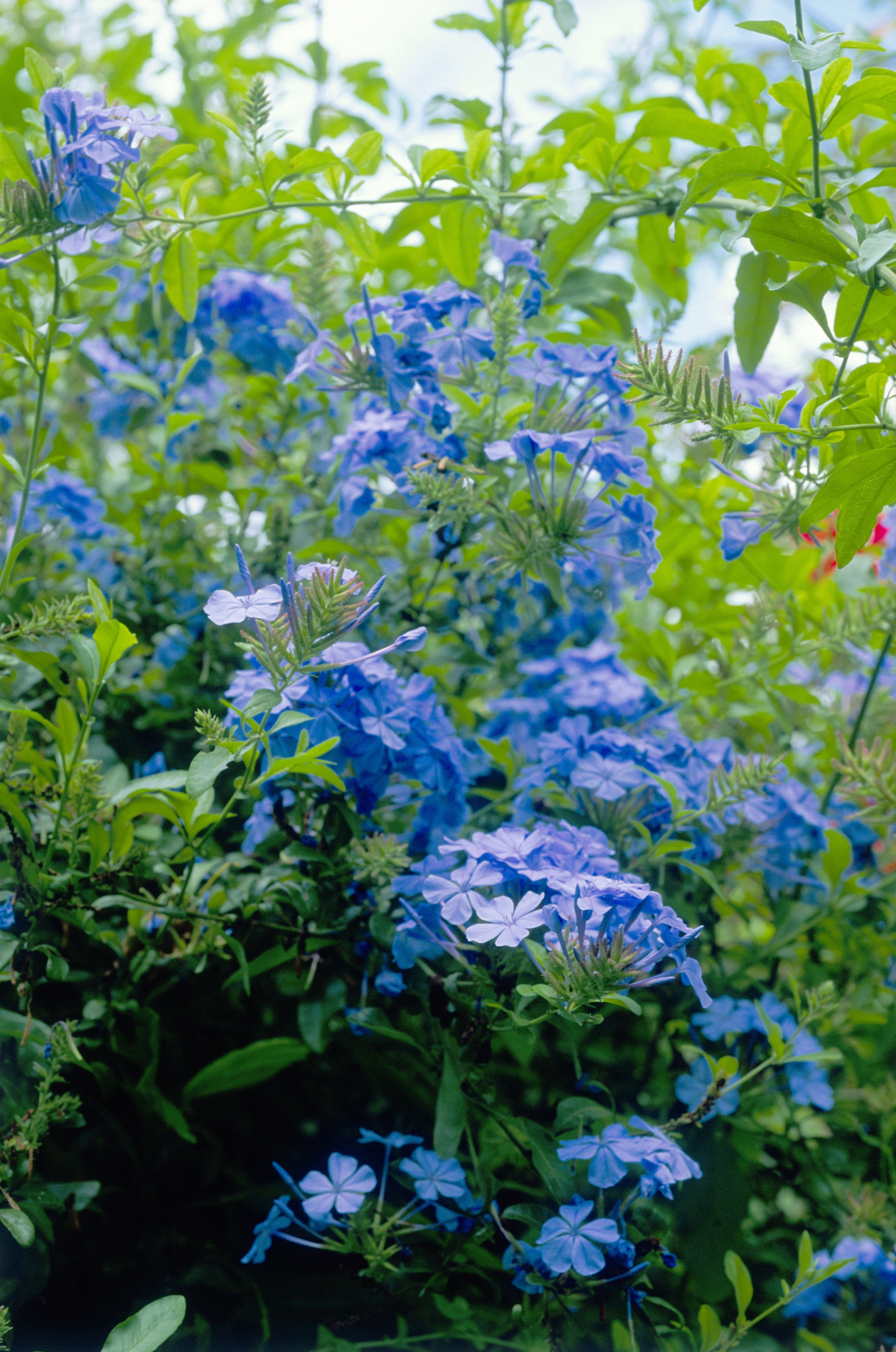 cape-plumbago-plumbago-auriculata