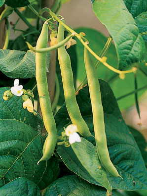 Planting Warm-Season Crops